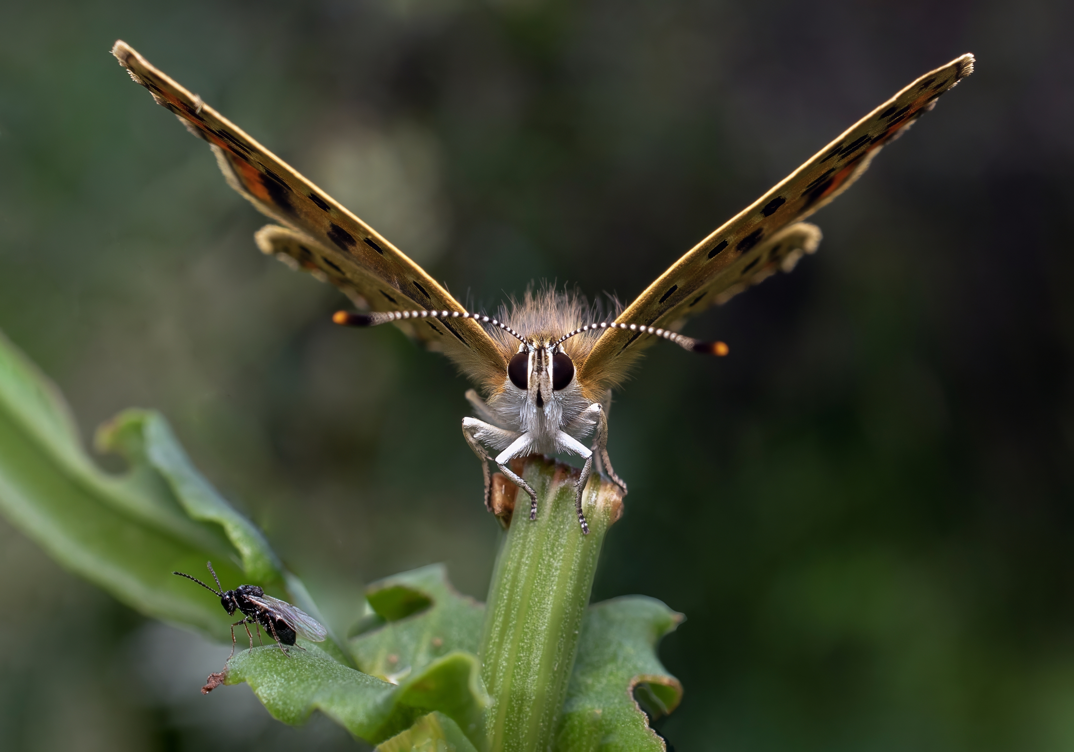 , Людмила Железнова