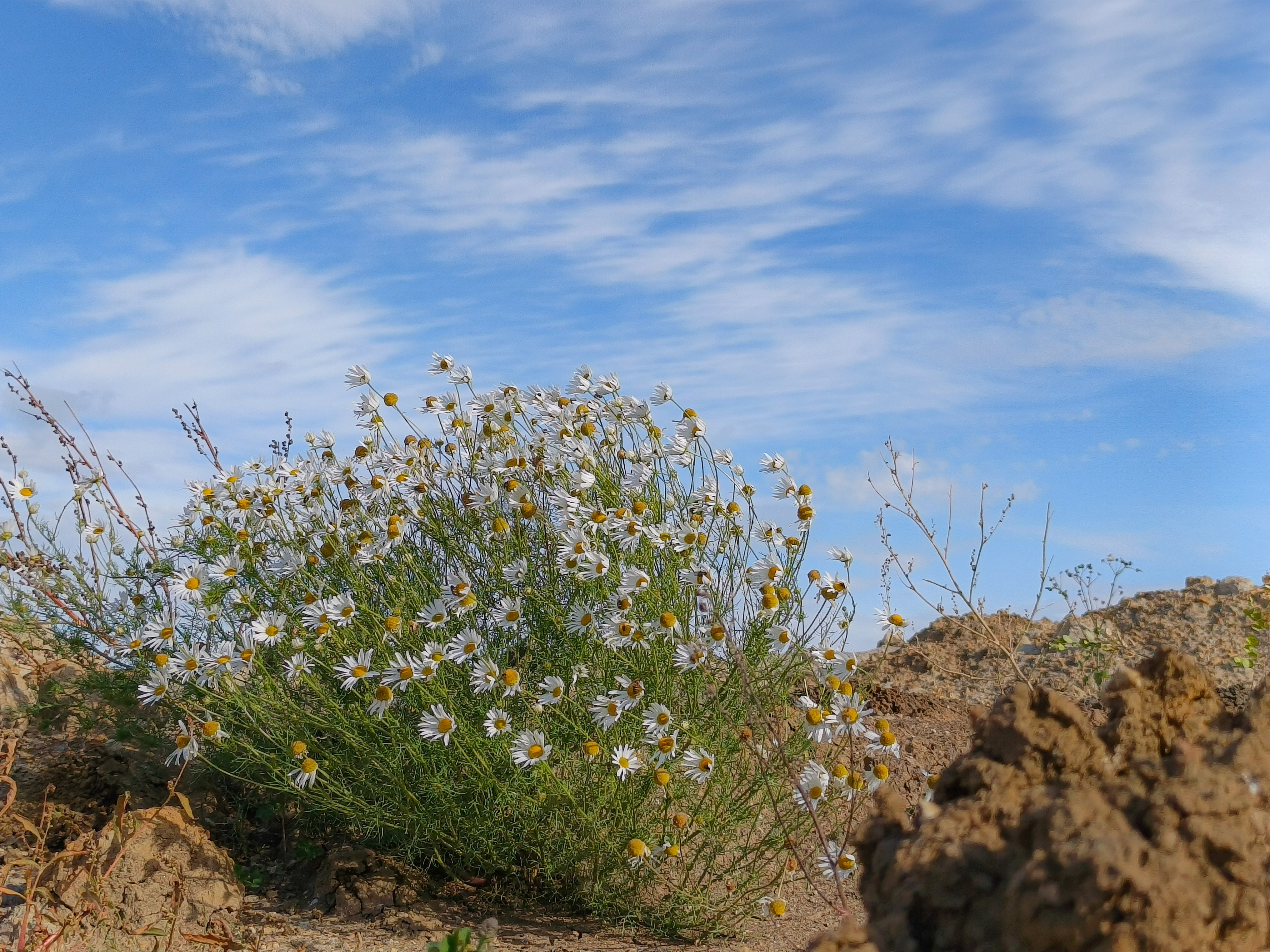 , Кондрашова Светлана
