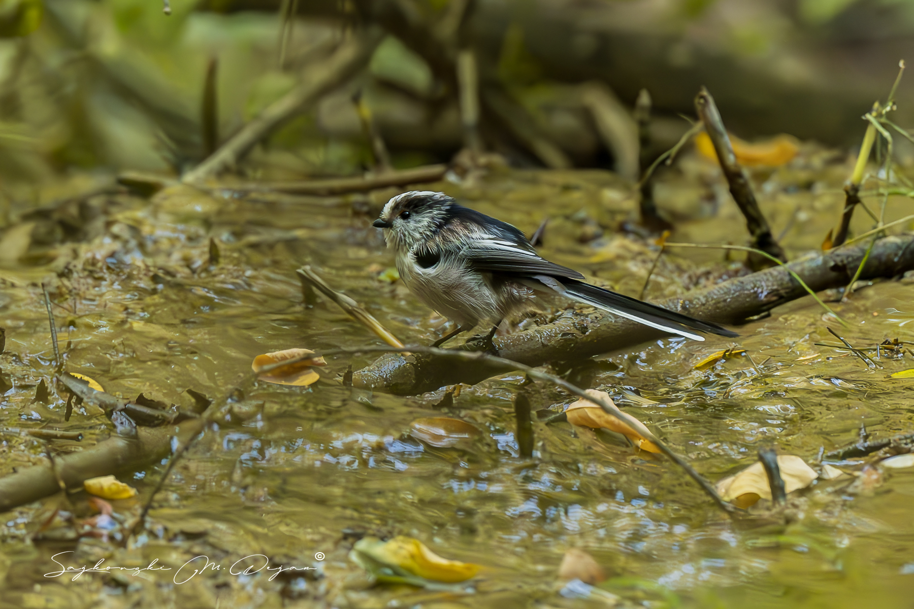 birds, Sajkovski Dejan