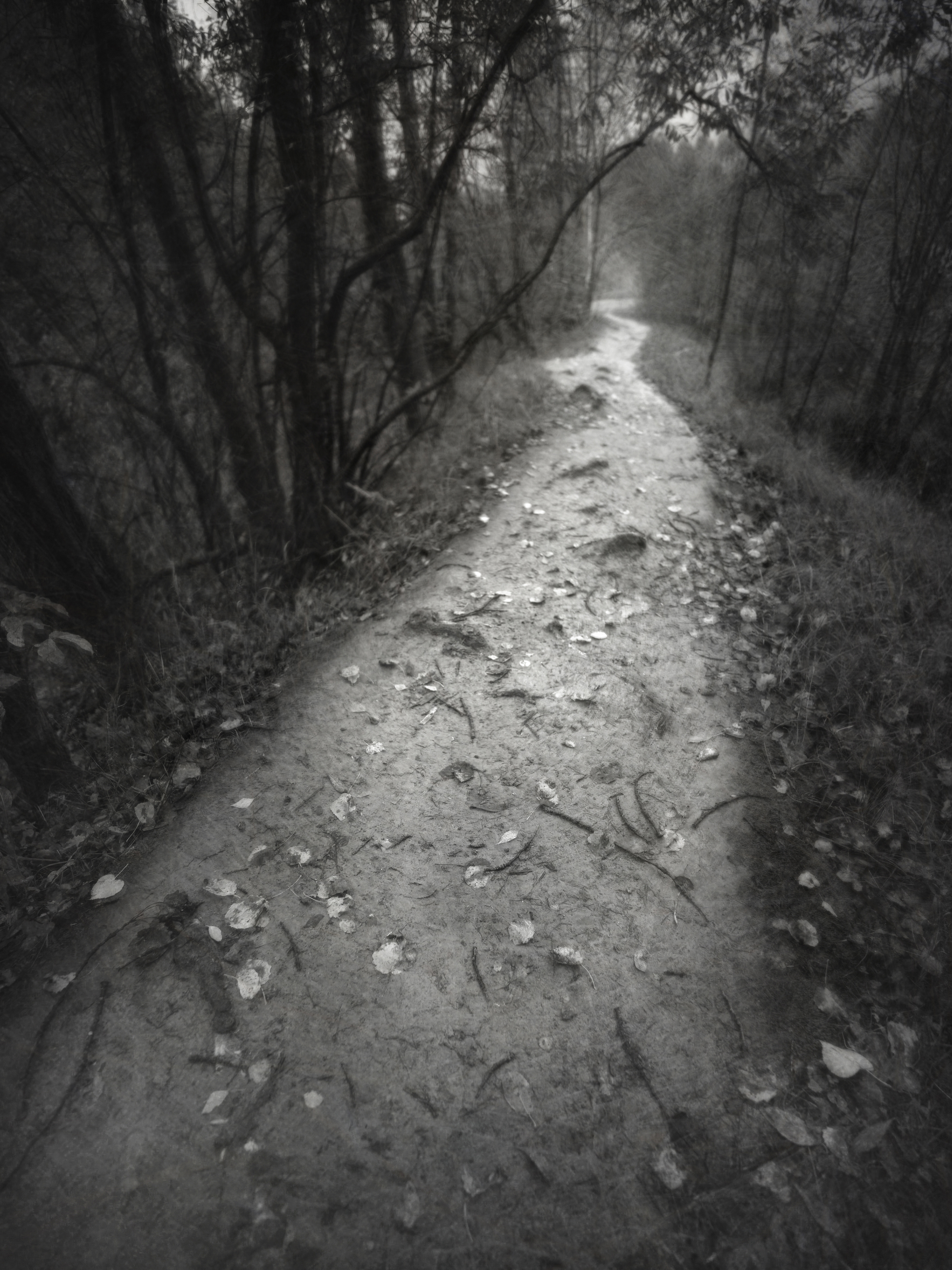 чб, пейзаж, осень, настроение, пикториализм, Сергей Кот