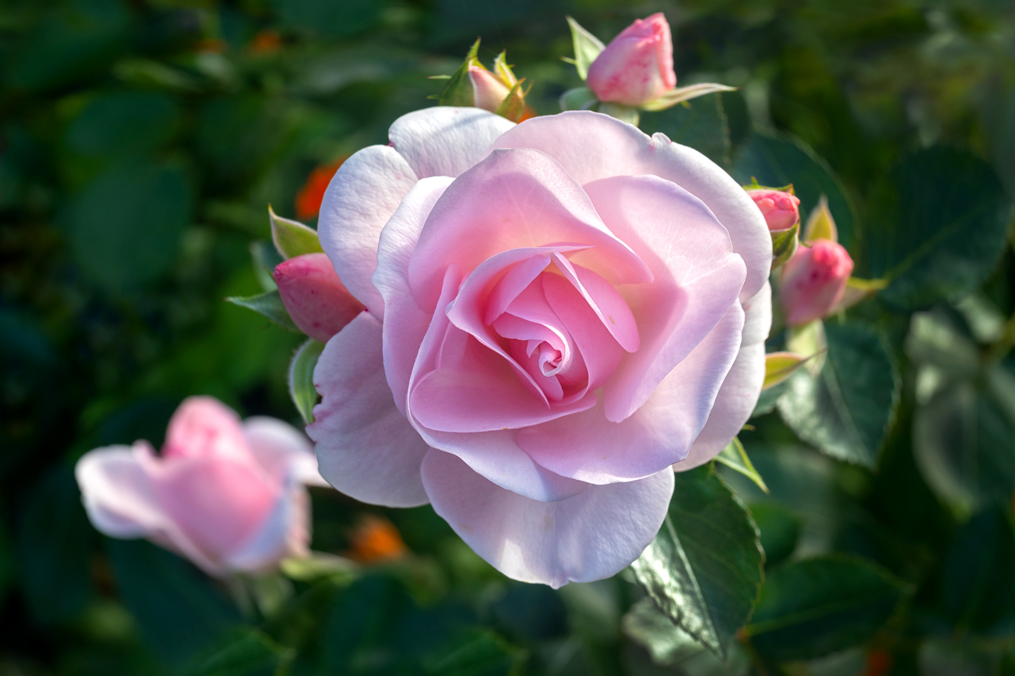 , Ушаков Валерий