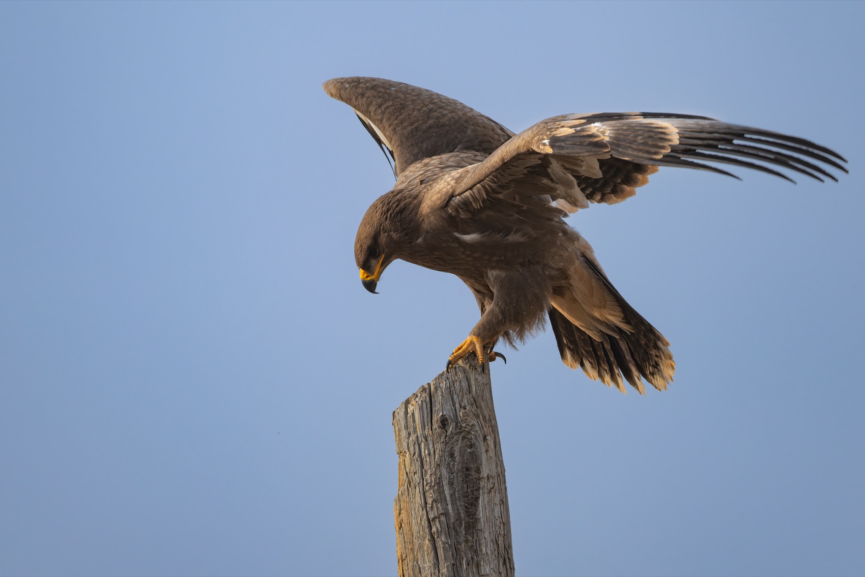 степной орел, орел, птицы, алтай, красная книга, Ruslan Pl