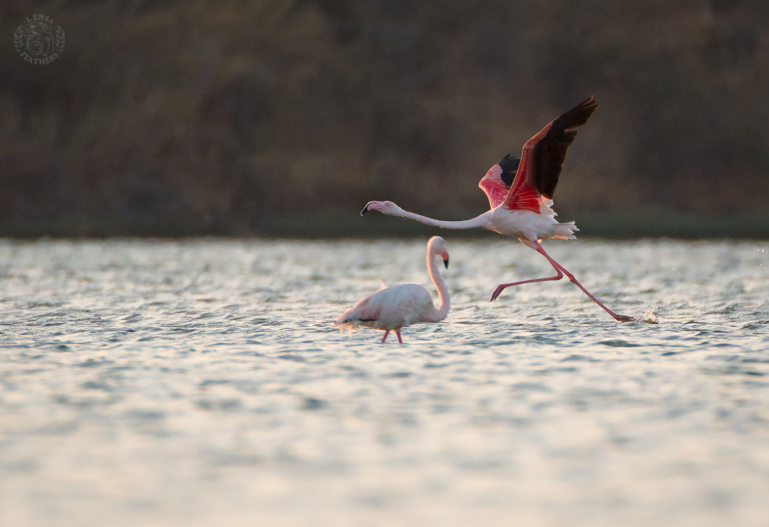 , Евгени Стефанов
