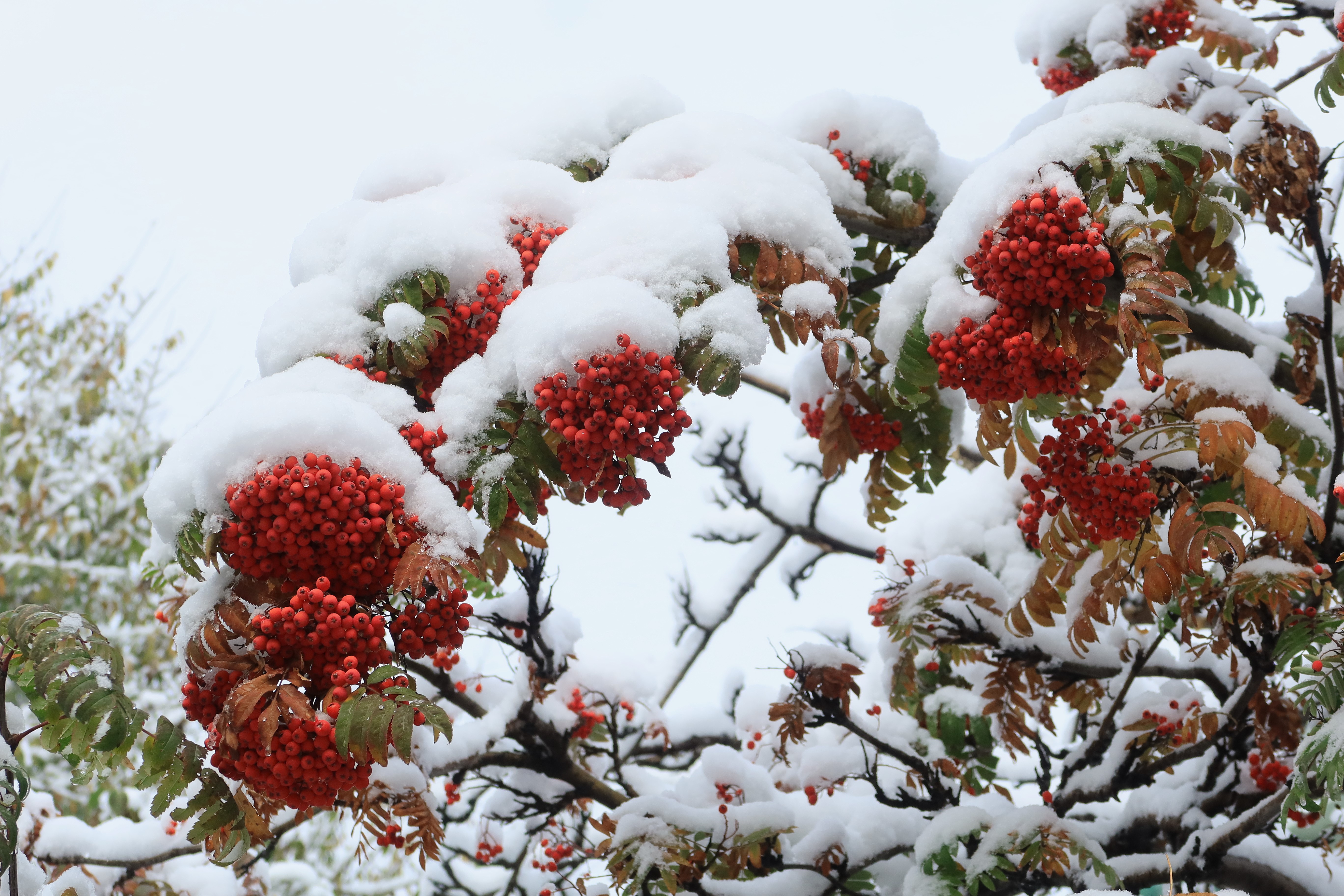 природа,осень,снег,рябина, Козлова Галина