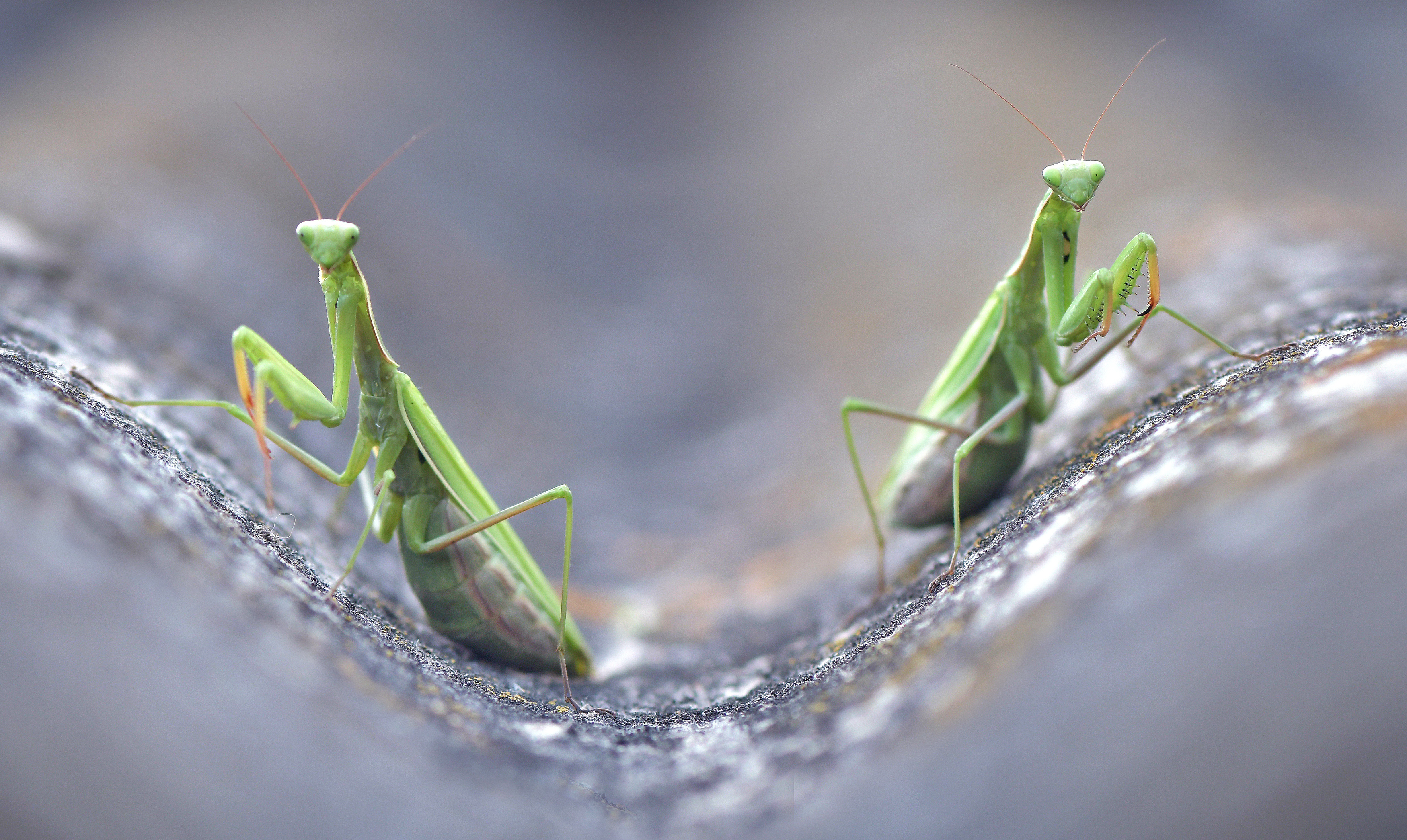 , Макеев Алексей