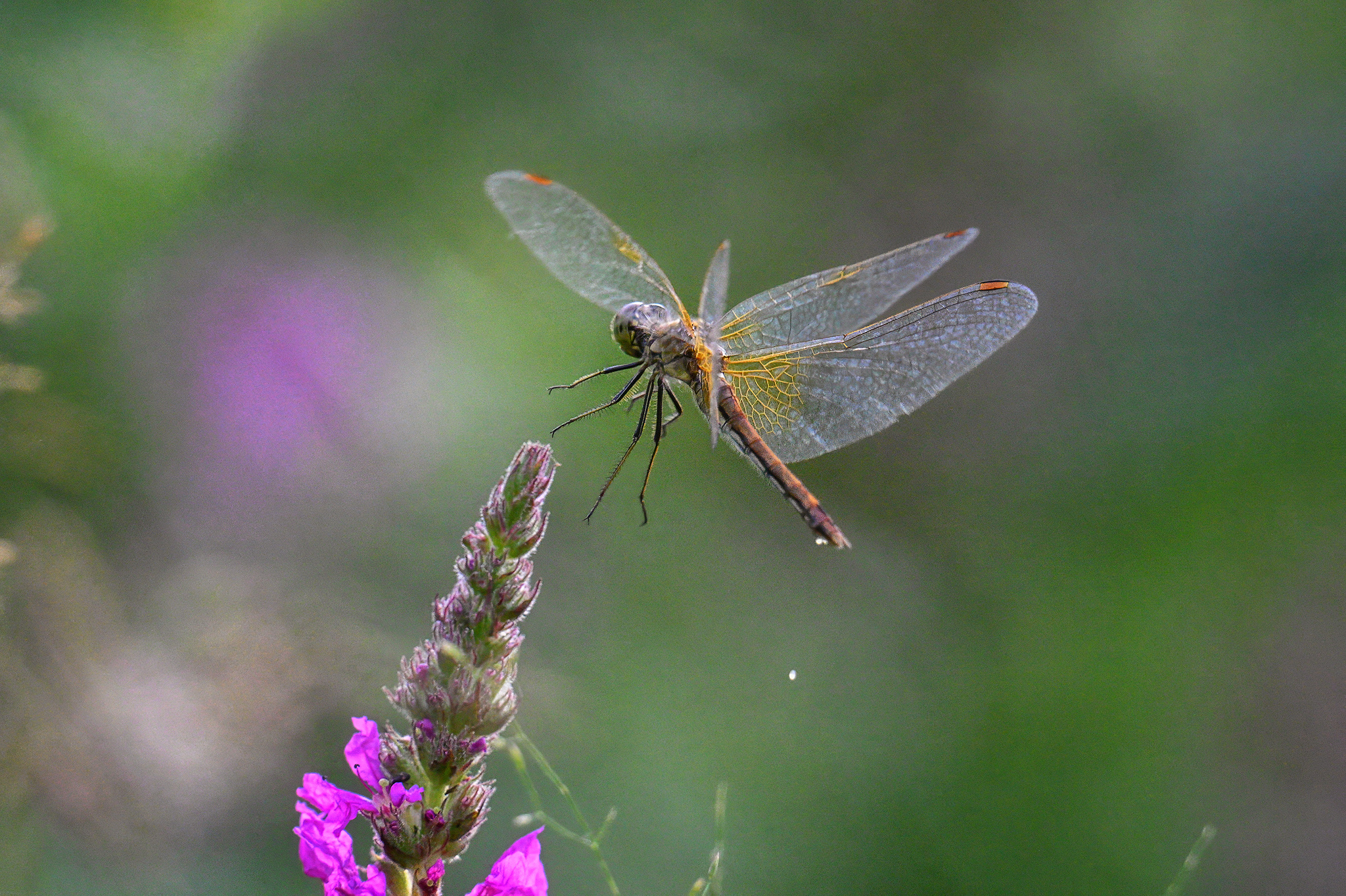 , Кузнецов Кирилл