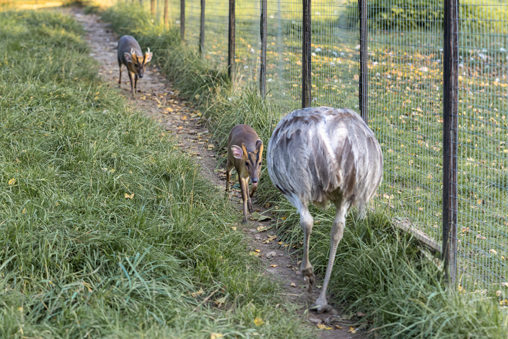 , Шурчков Юрий