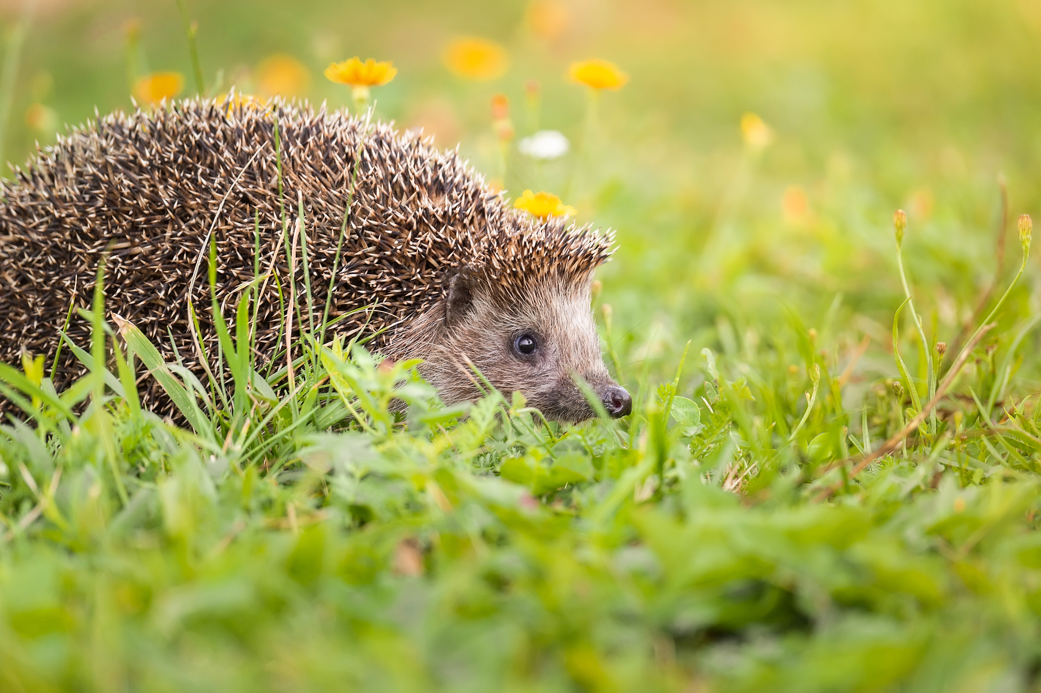 , Корнеев Алексей