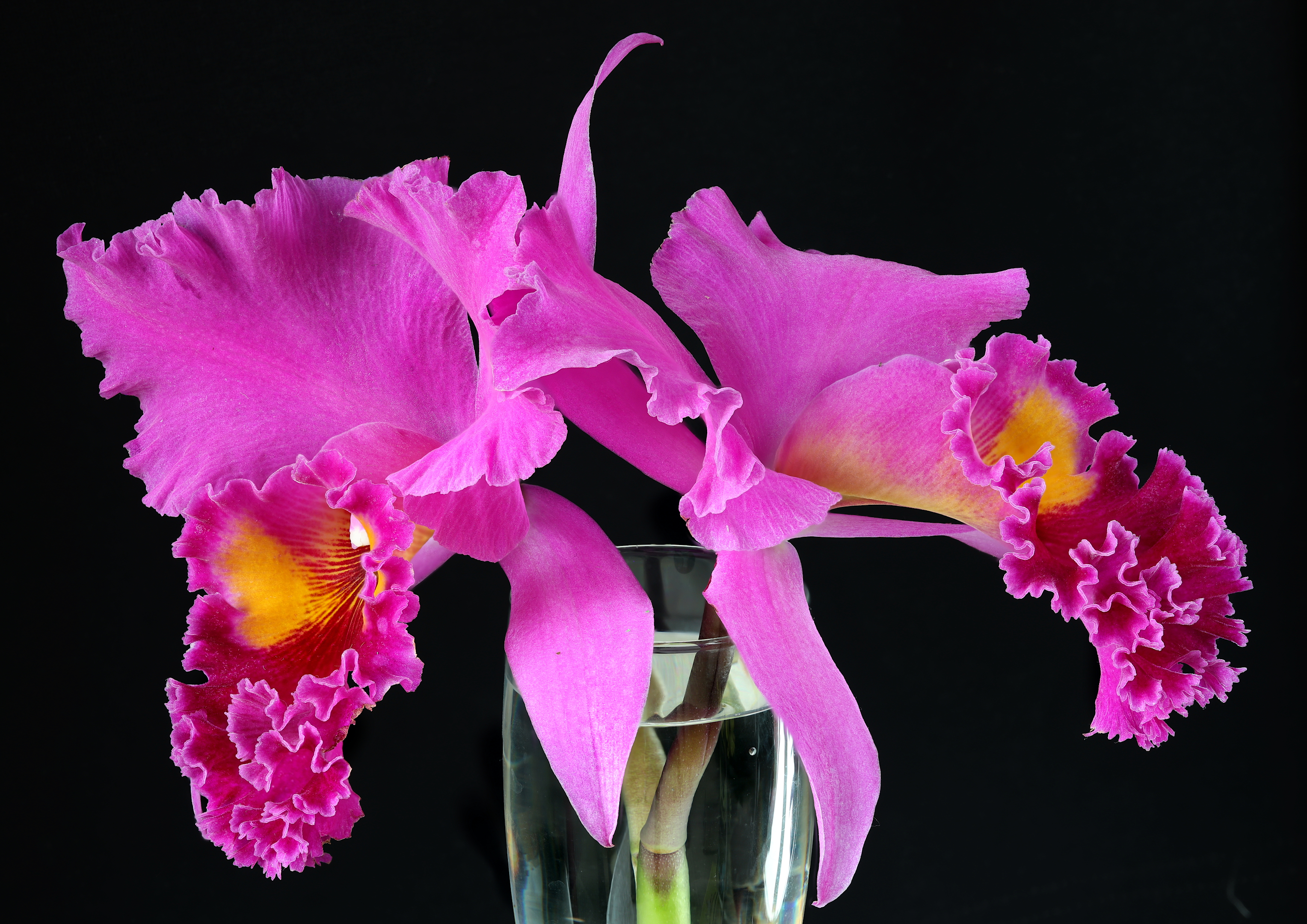 орхидея цветок каттлея, Александр Зорин