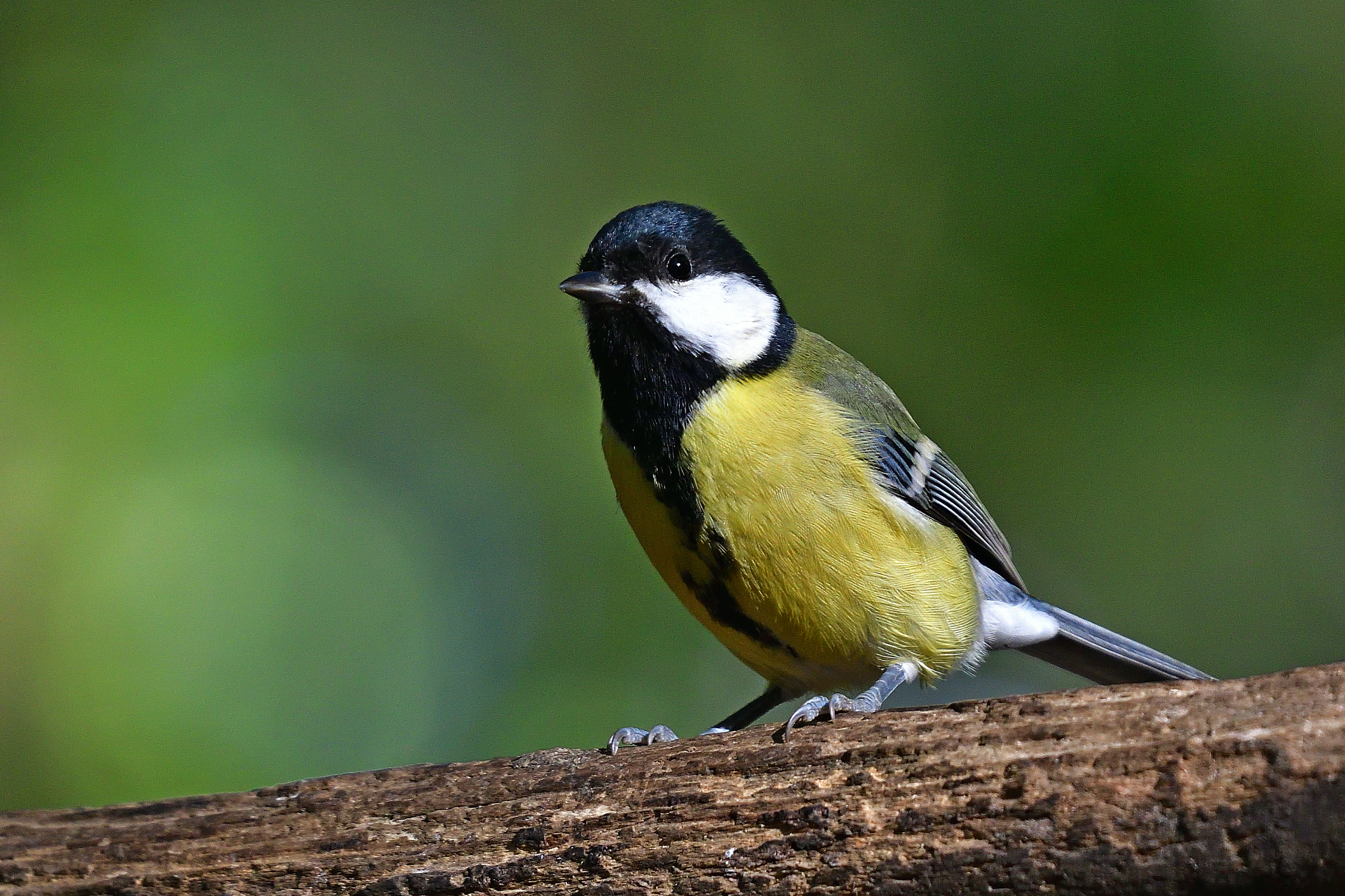 , Корнейчук Игорь