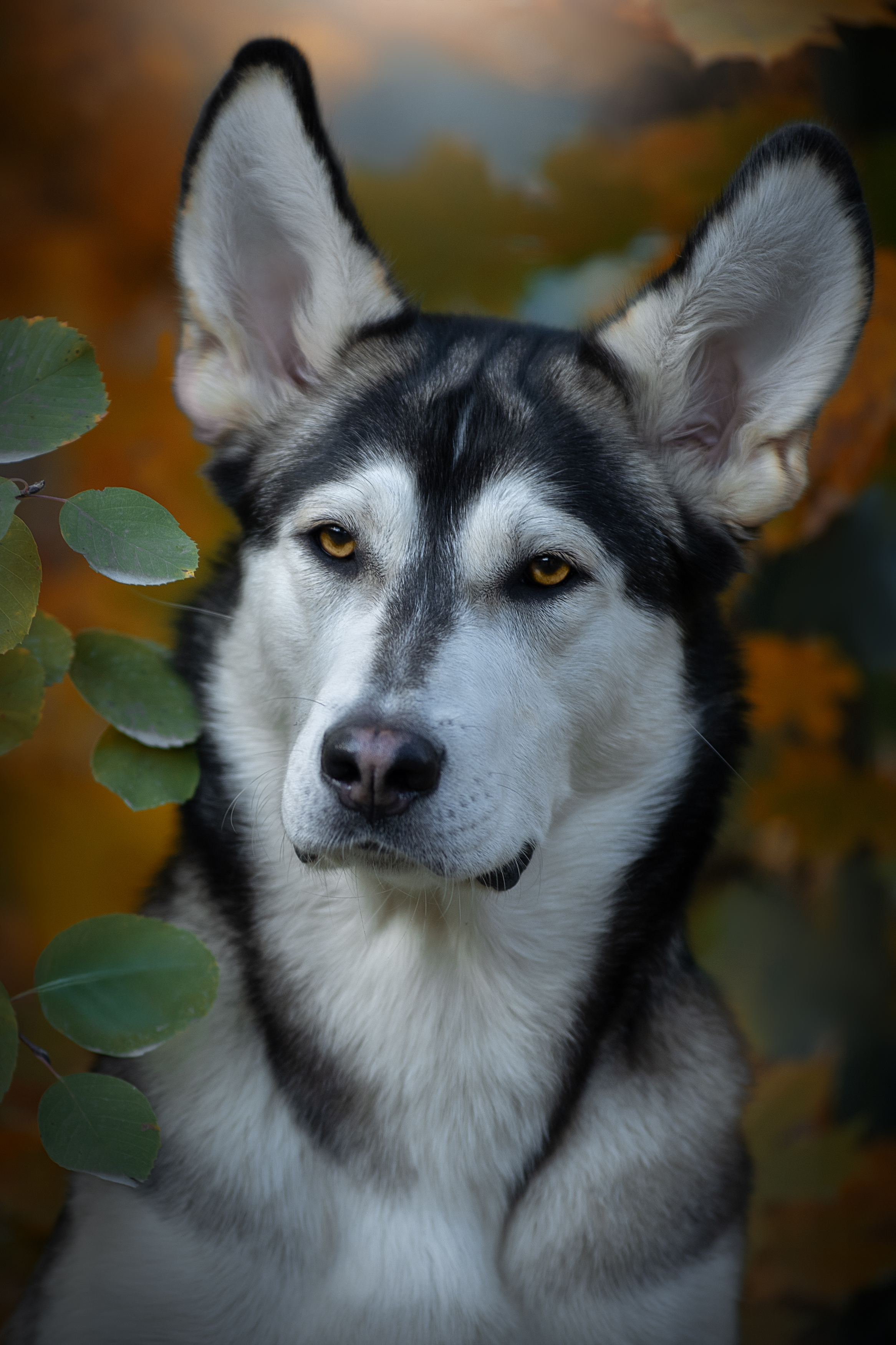 , Светлана Писарева