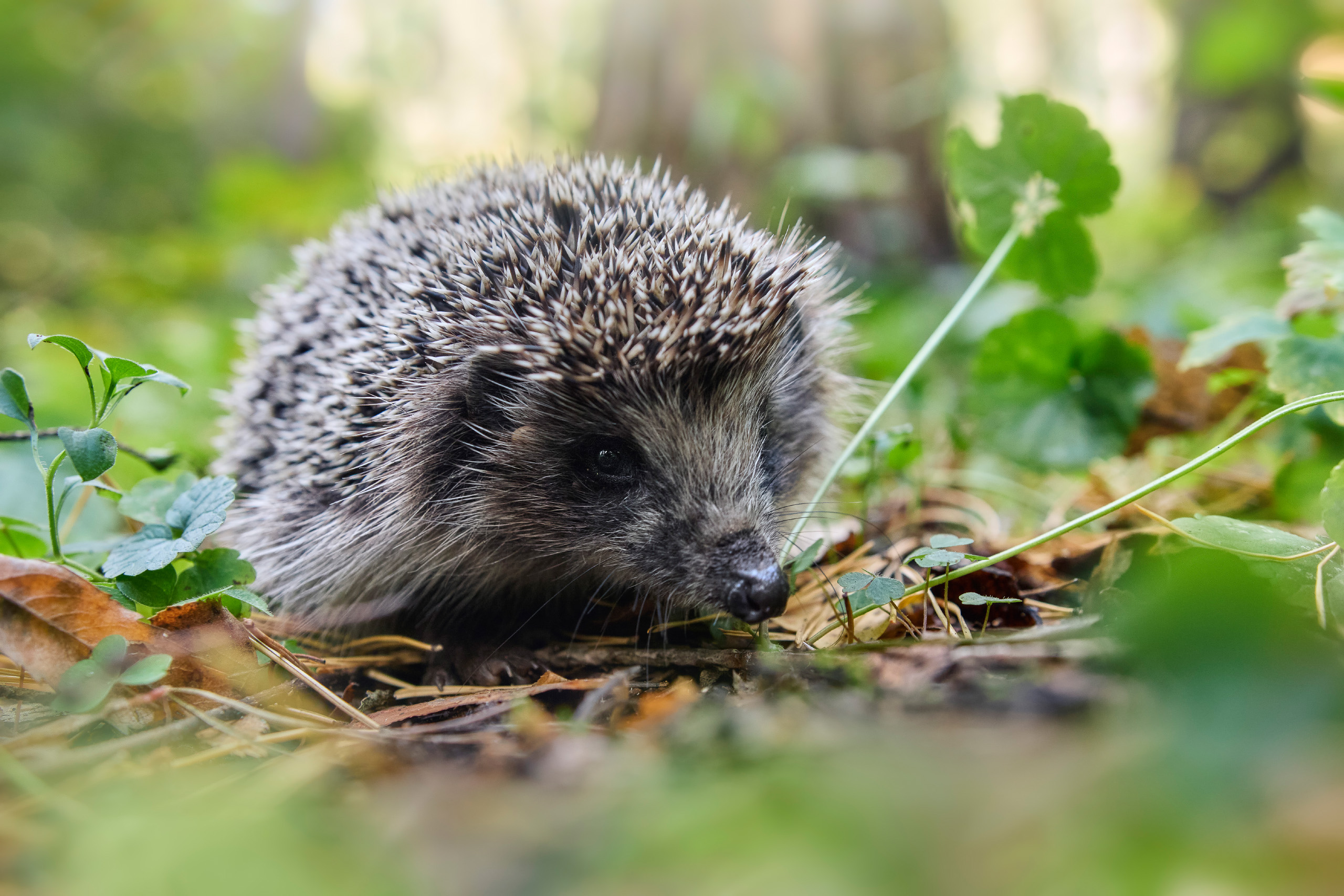 еж, Валерий Вождаев