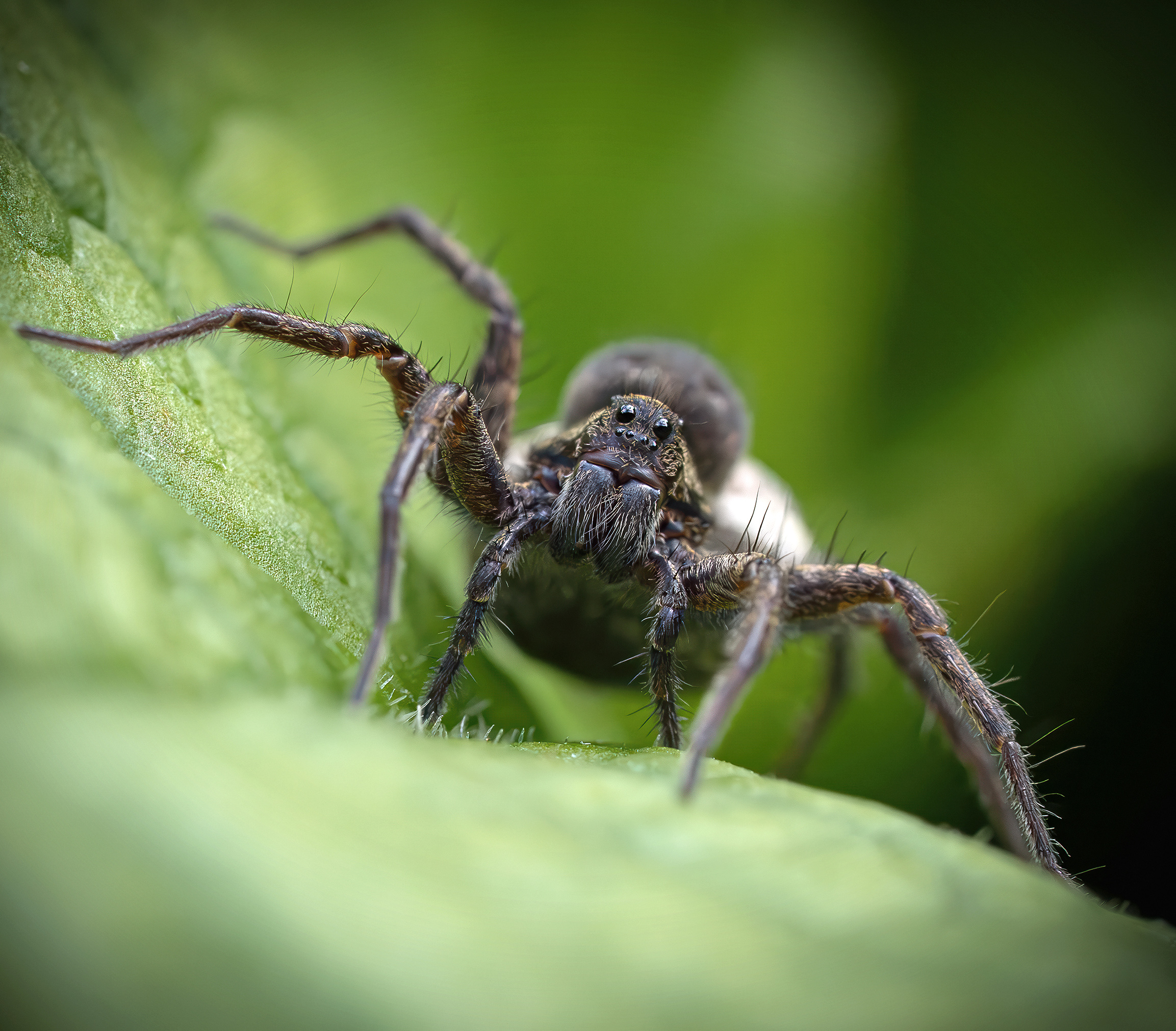 Паук волк лето макро , Ворожцова Марина