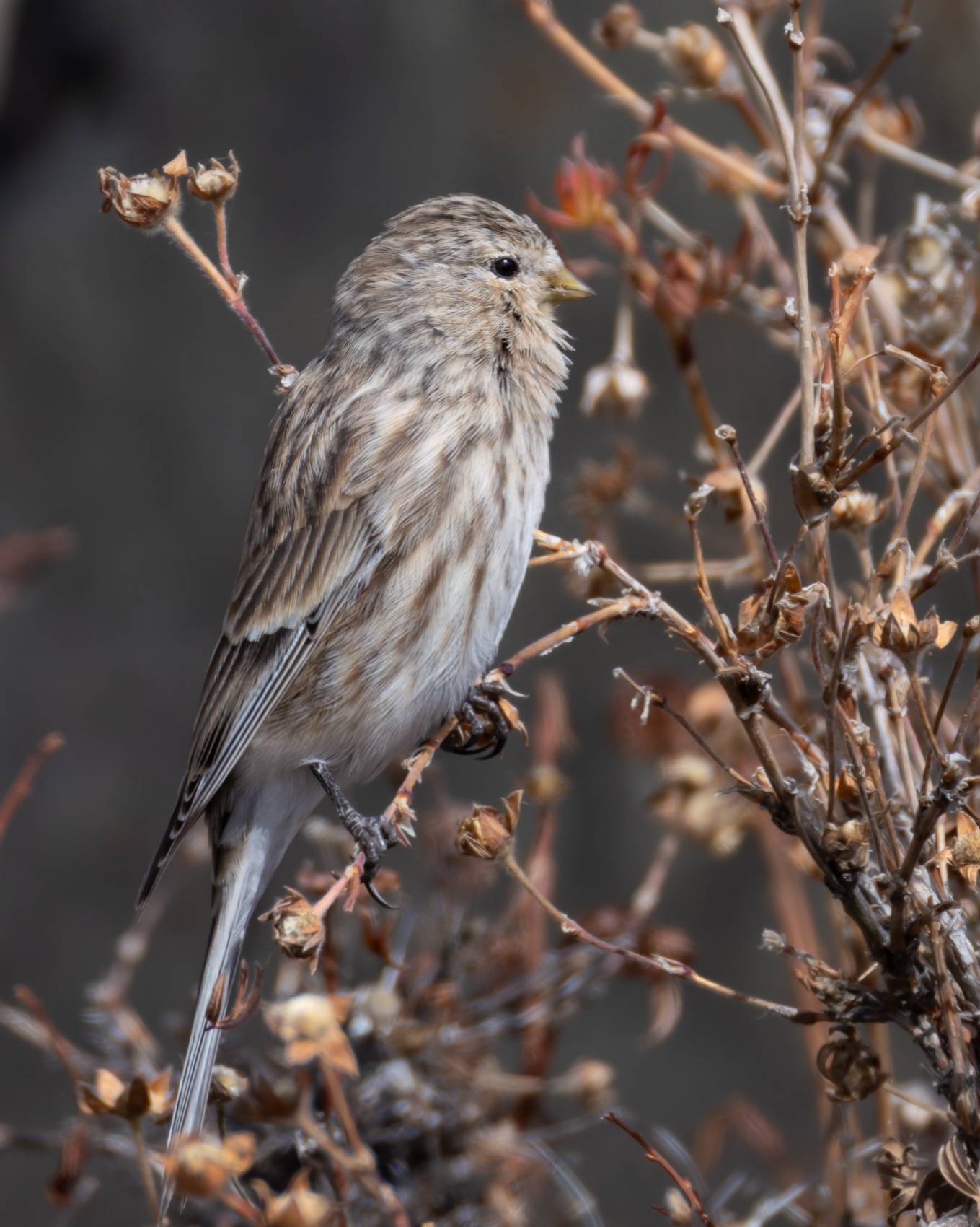 горная чечётка, чечётка, птицы, алтай, чечетка, Ruslan Pl