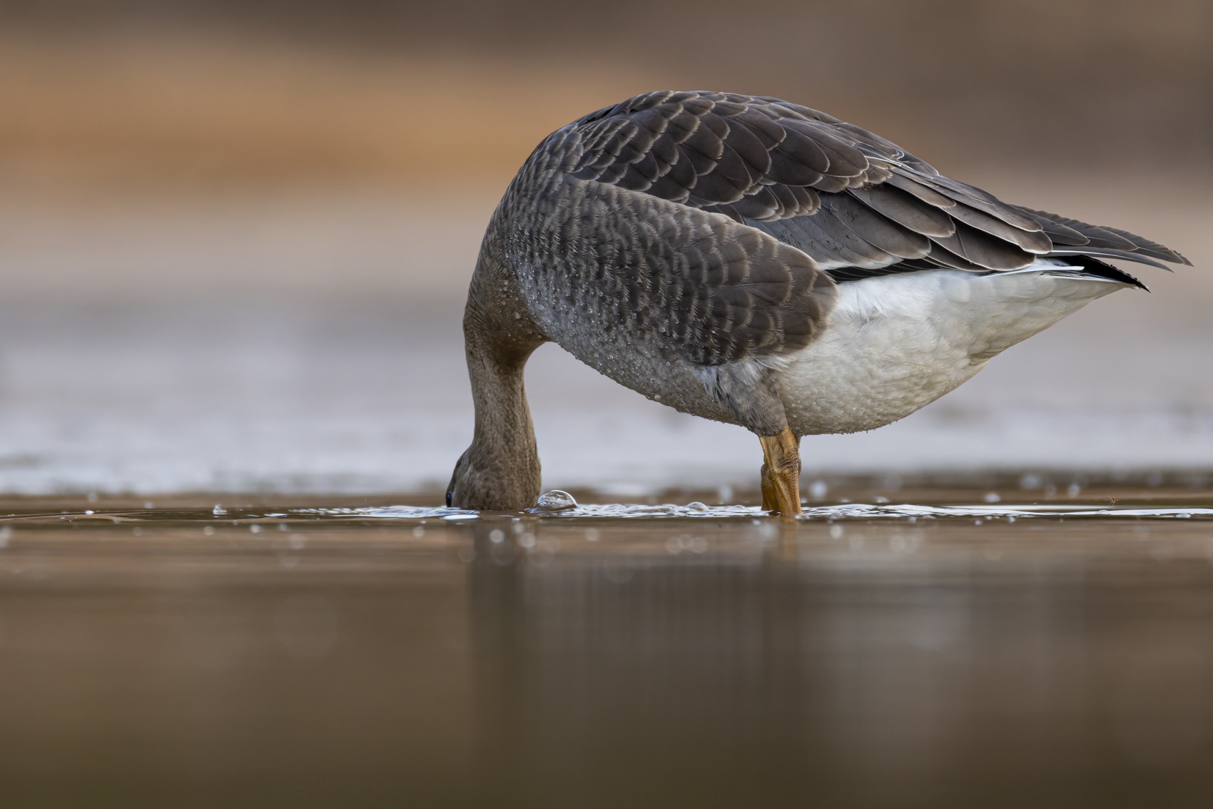 гусь, белолобый гусь, птицы, Ruslan Pl