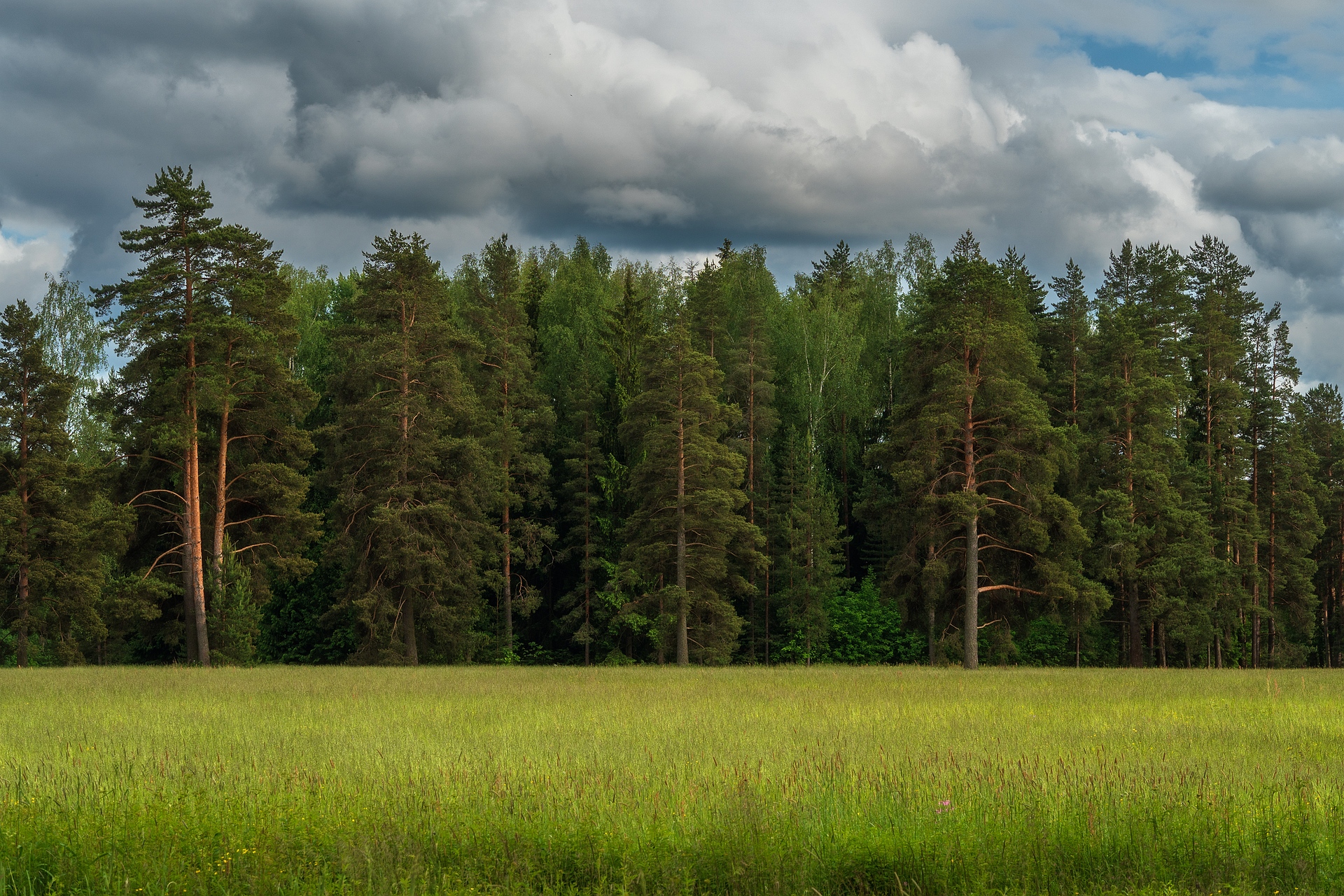 павловский парк, Васин Сергей