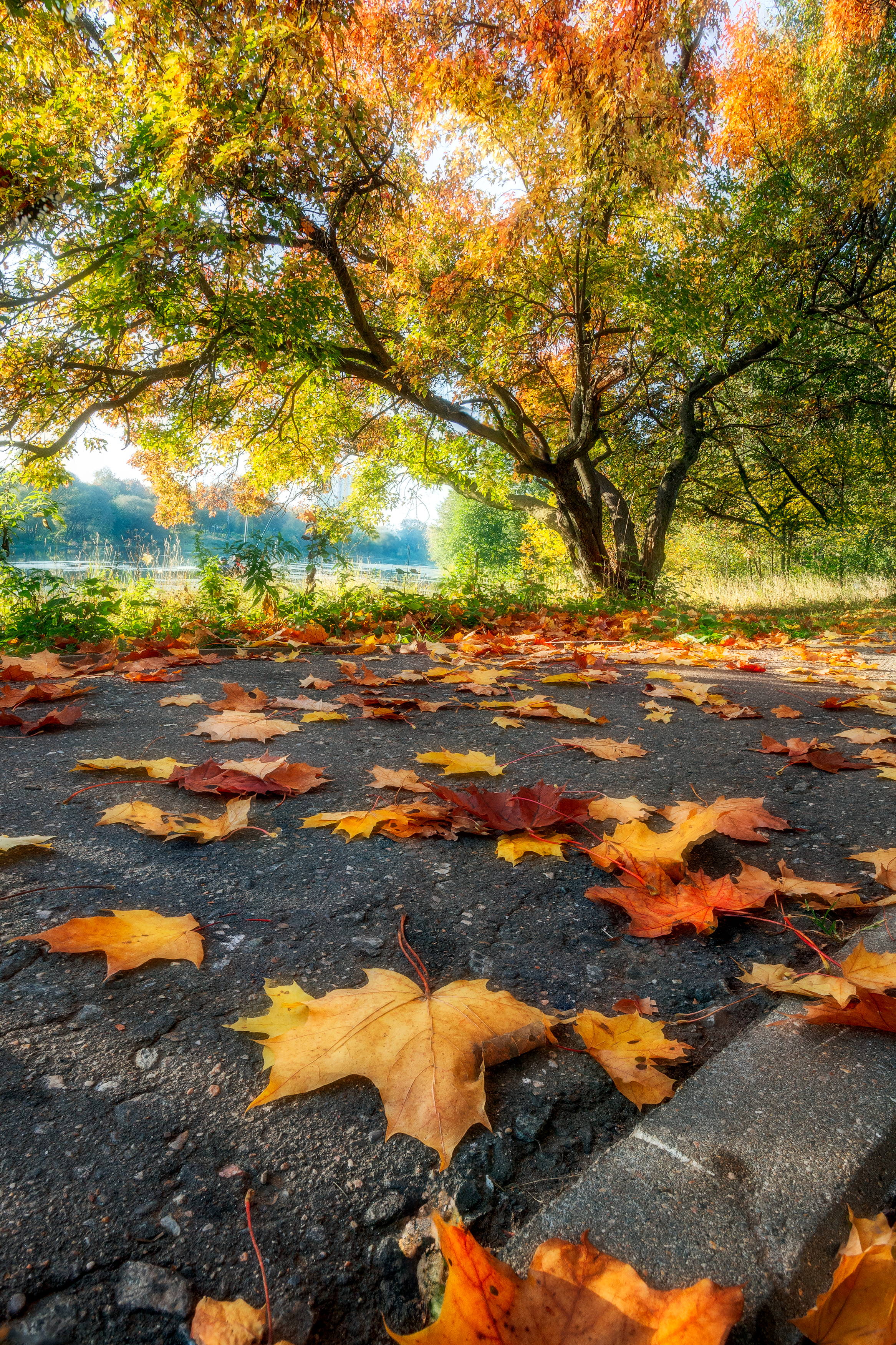 природа, пейзаж, кленовые листья, осенние настроение, Московская область, Мартыненко Дмитрий