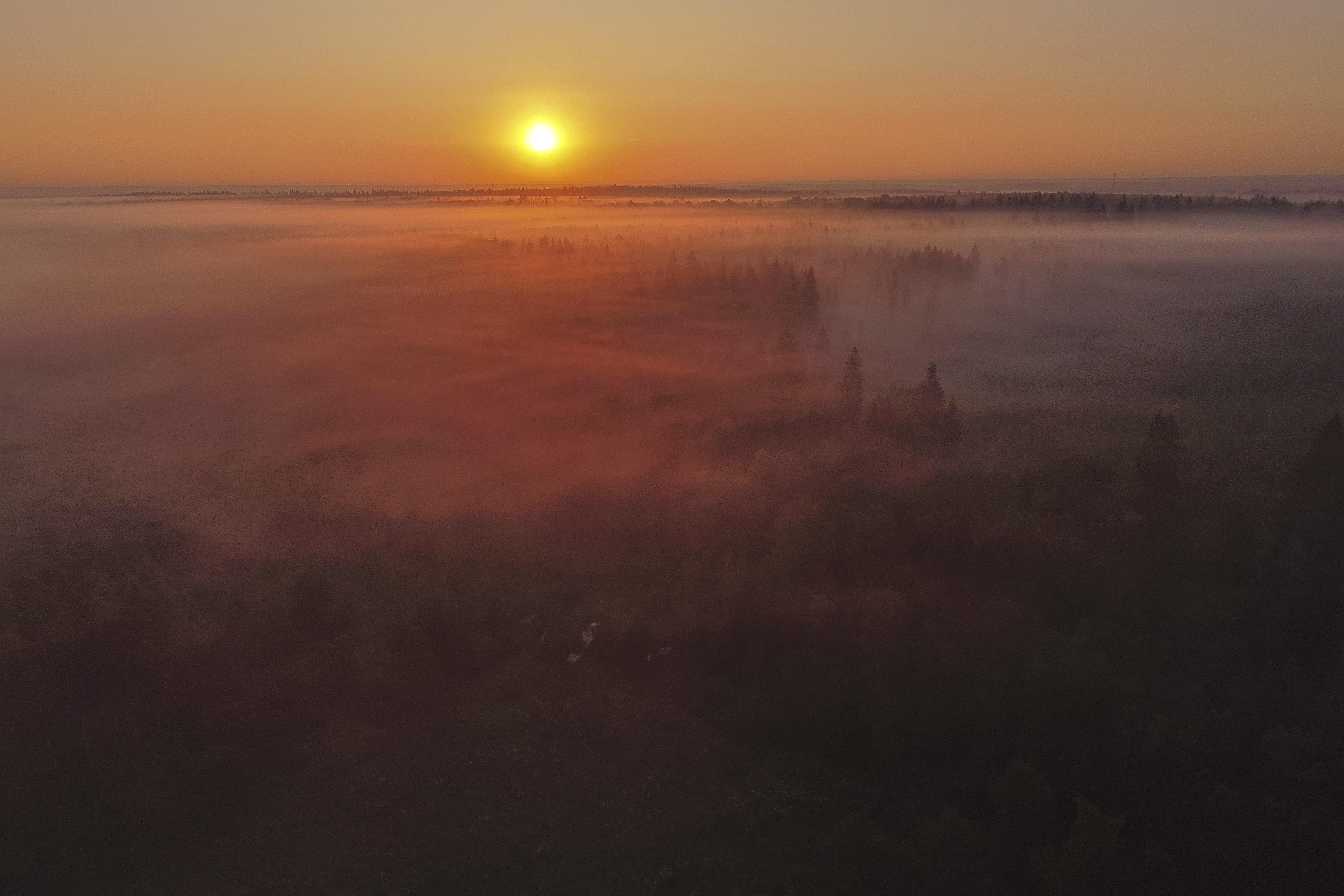 Истра Лес Подмосковье Туман Рассвет, Николай Потапов