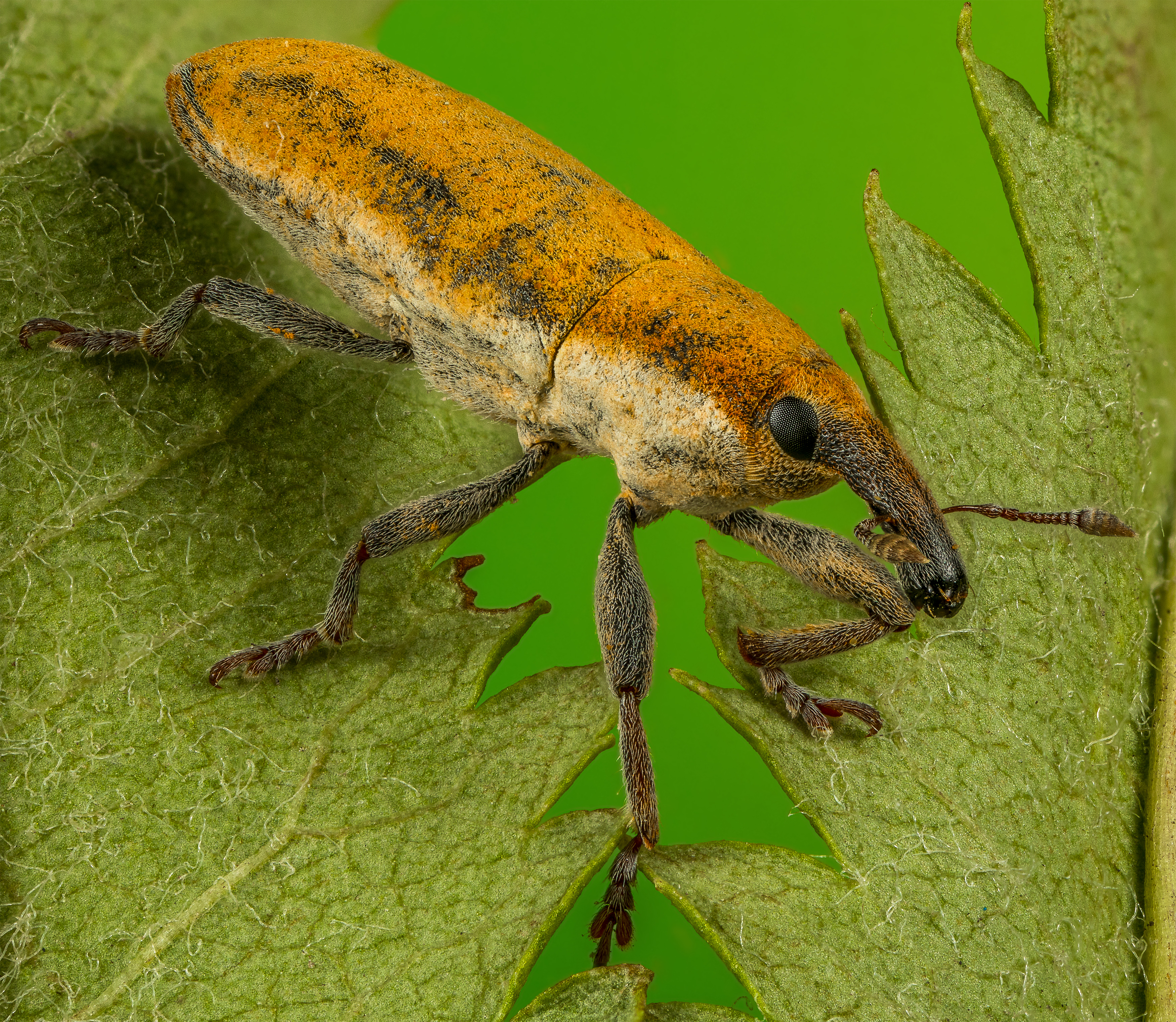 , Андрей Кривов