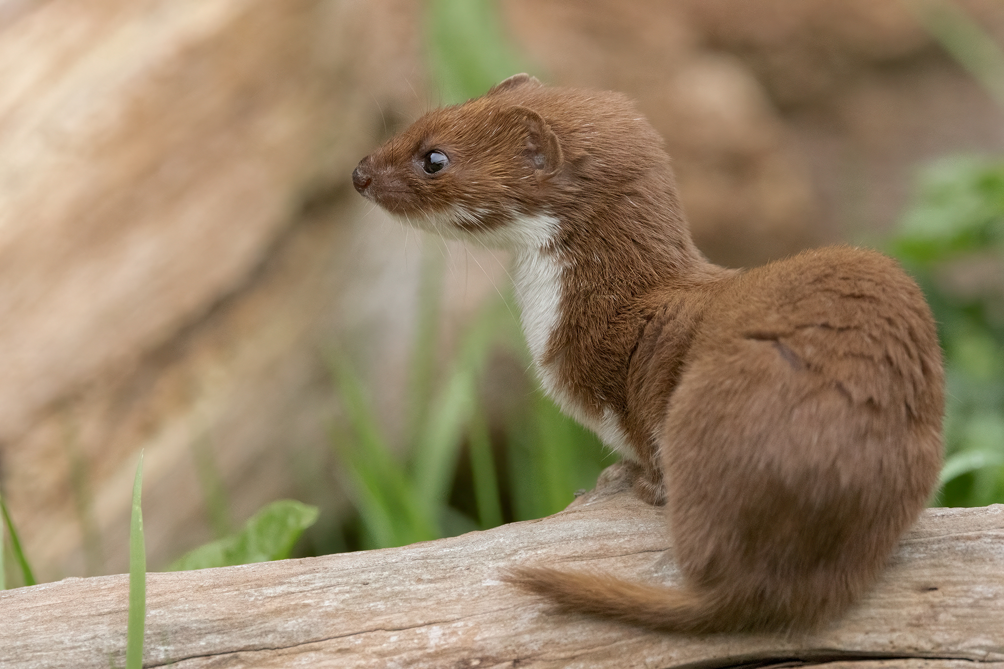 weasel, animals, nature, wildlife, canon, MARIA KULA