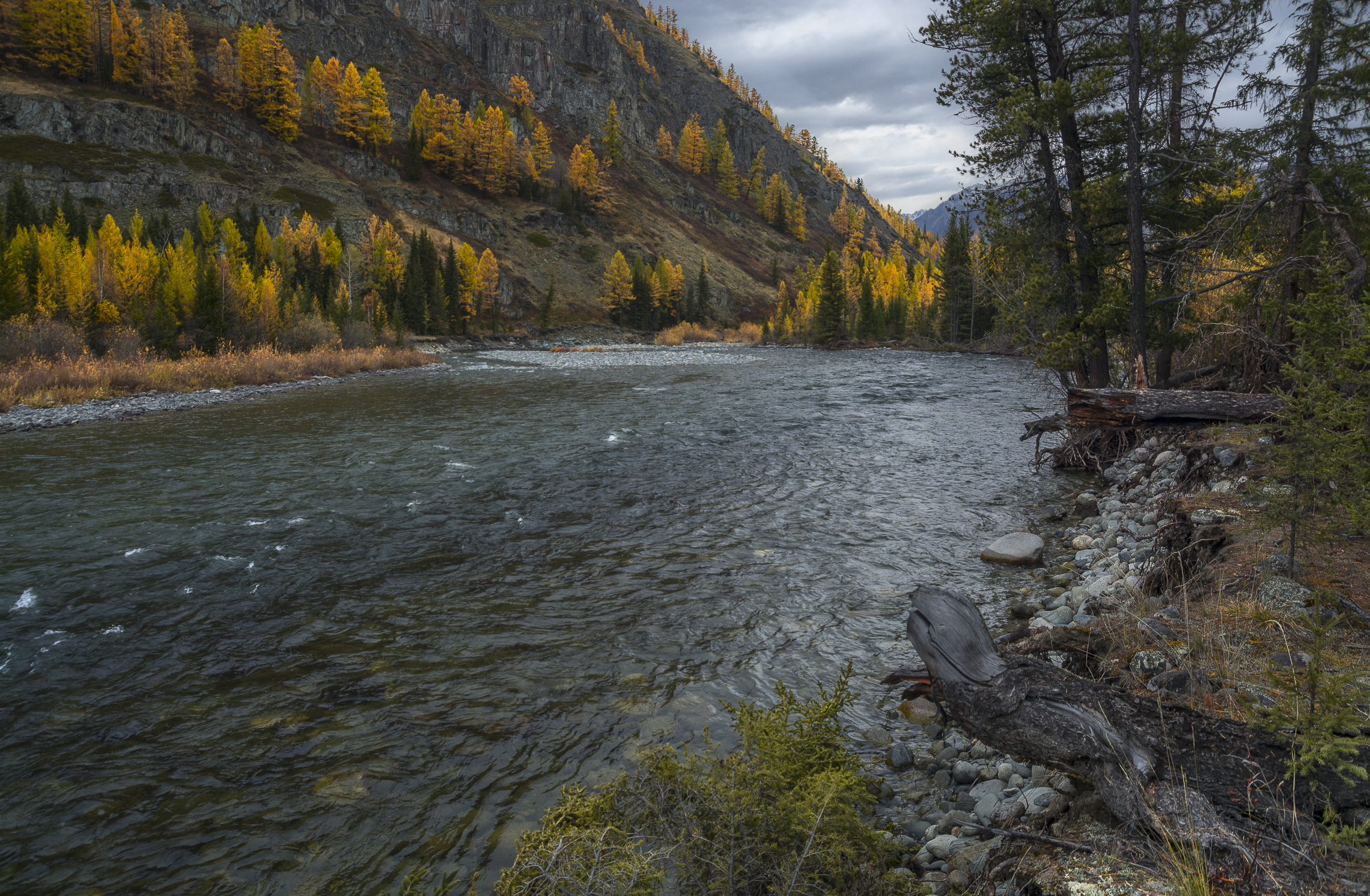 россия, горный алтай, река, горная река, таёжная река, осень, Андрей Поляков