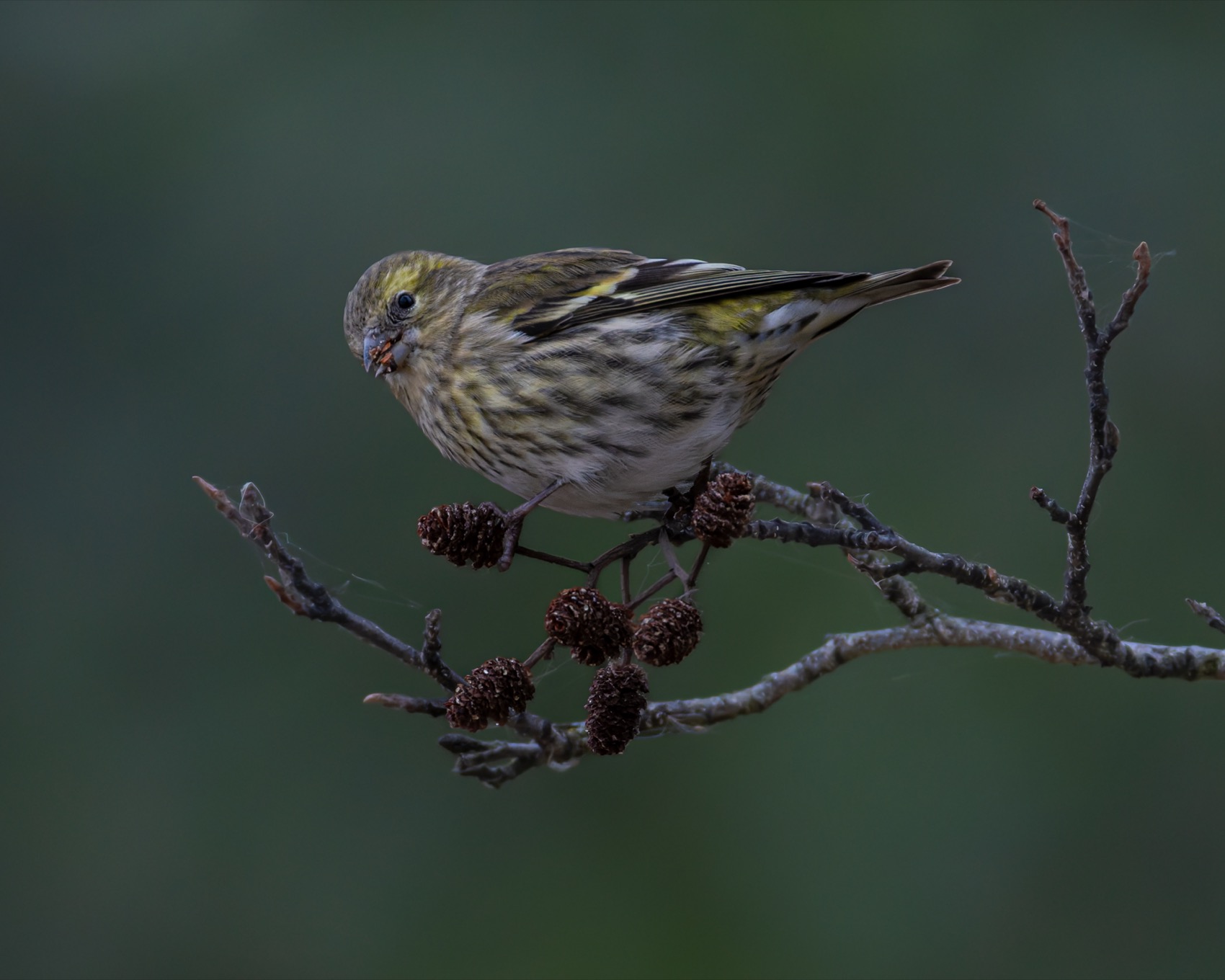 чиж, ольха, птицы, Ruslan Pl