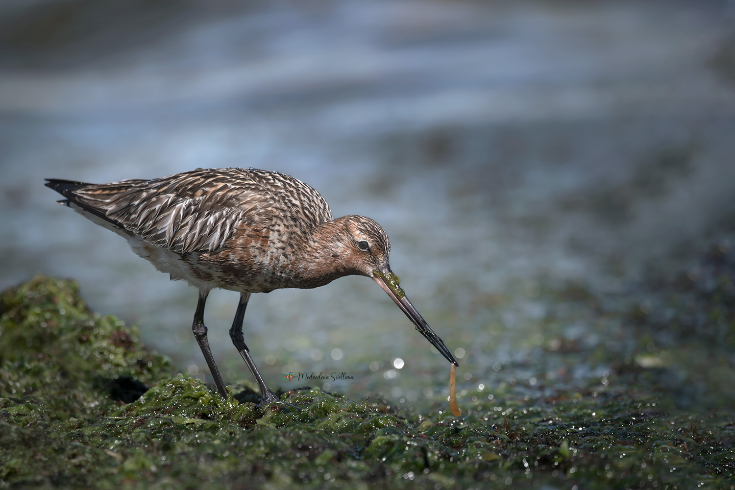 фотоохота, птица, веретенник, малый веретенник, Медведева Светлана