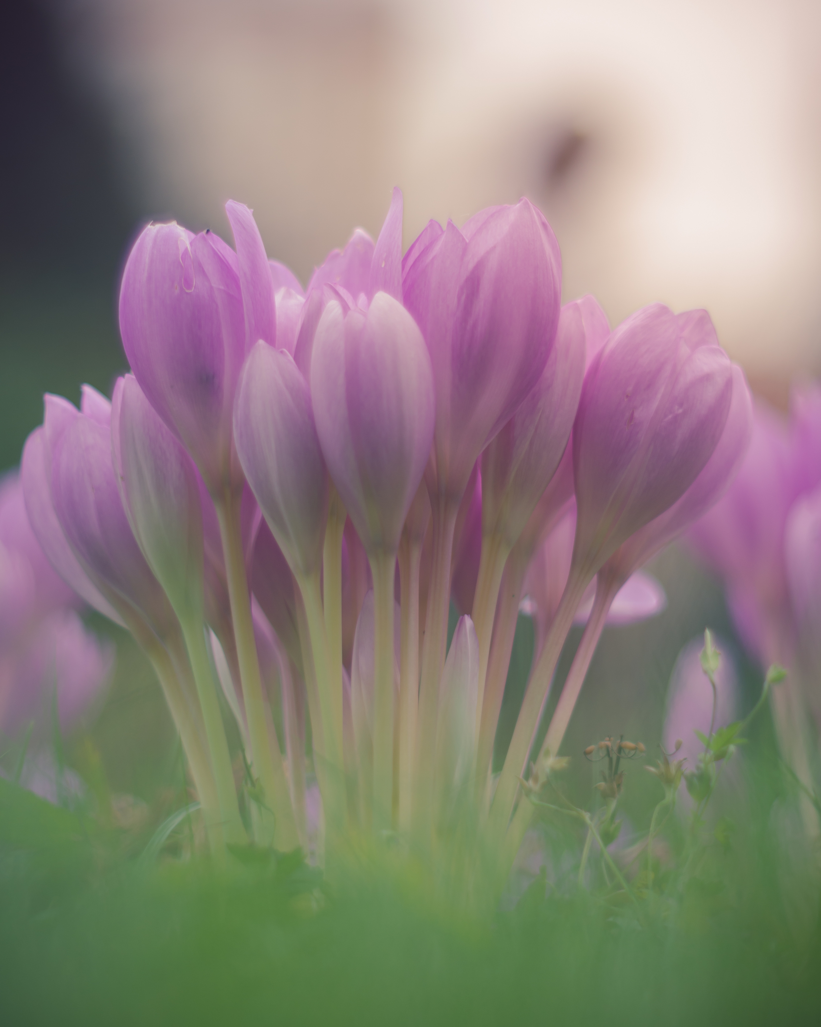 , Вайсберг Александр