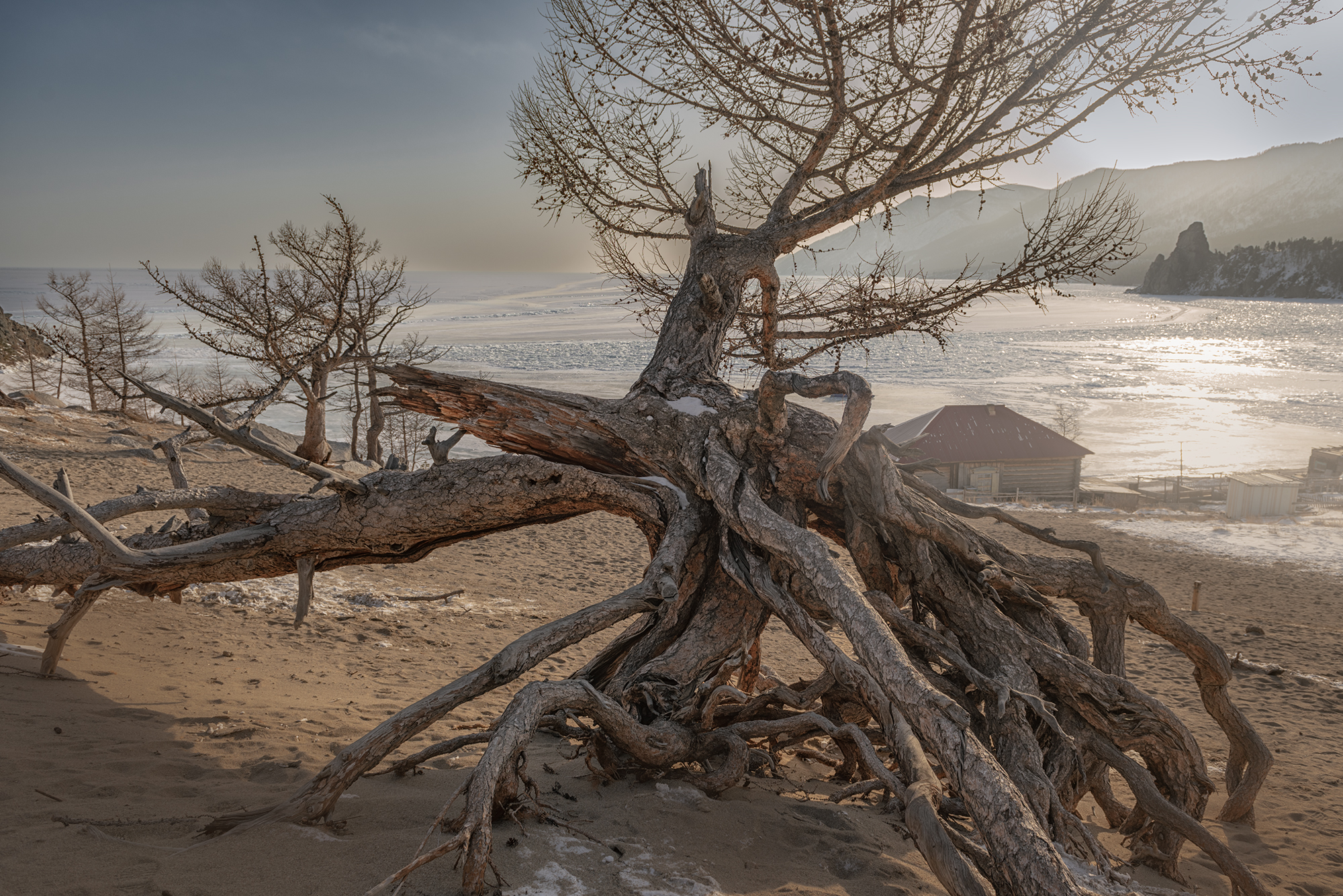 Ходульные деревья байкал зима бухта Песчаная,  Мария