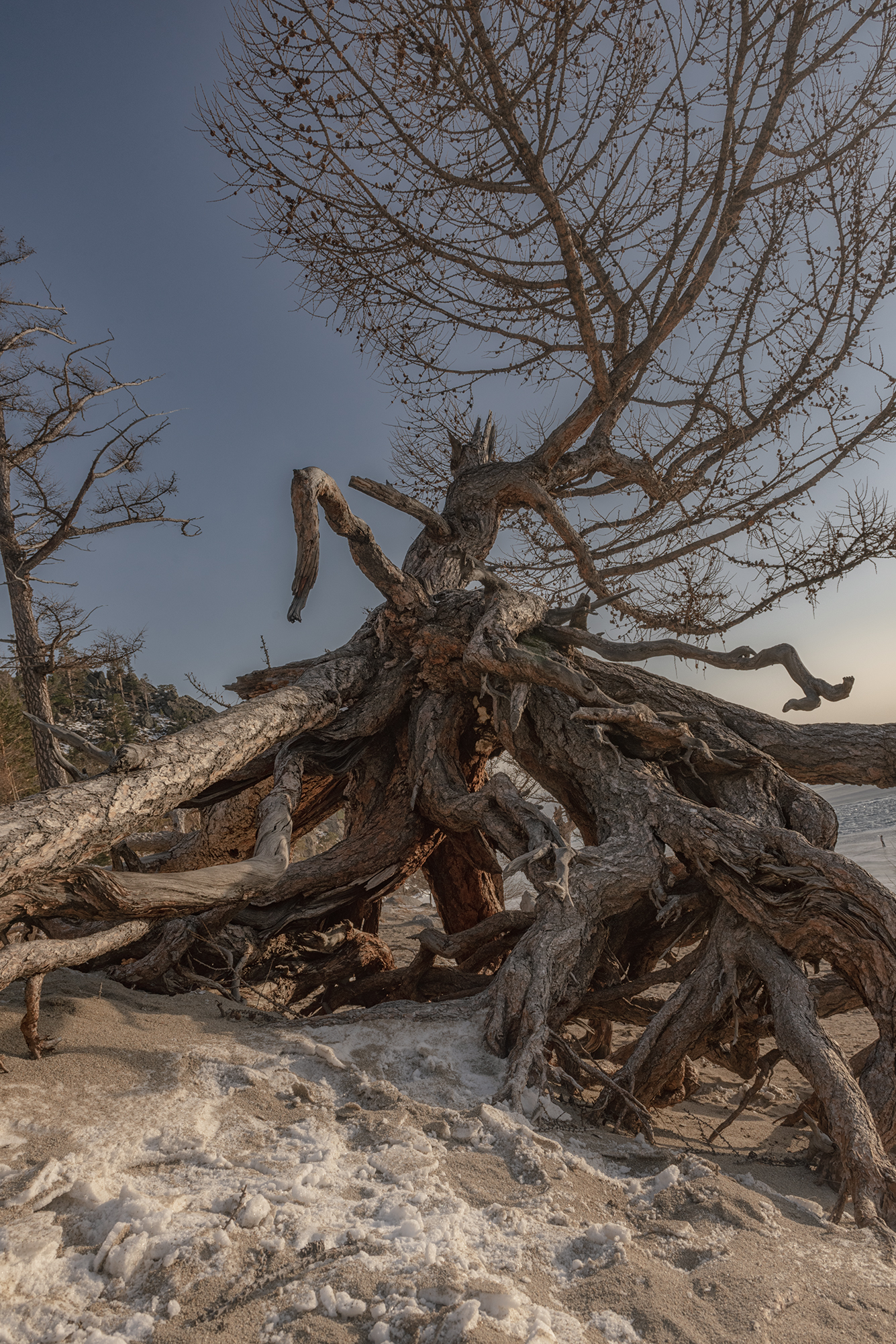ходульные деревья Байкал лёд зима солнце,  Мария