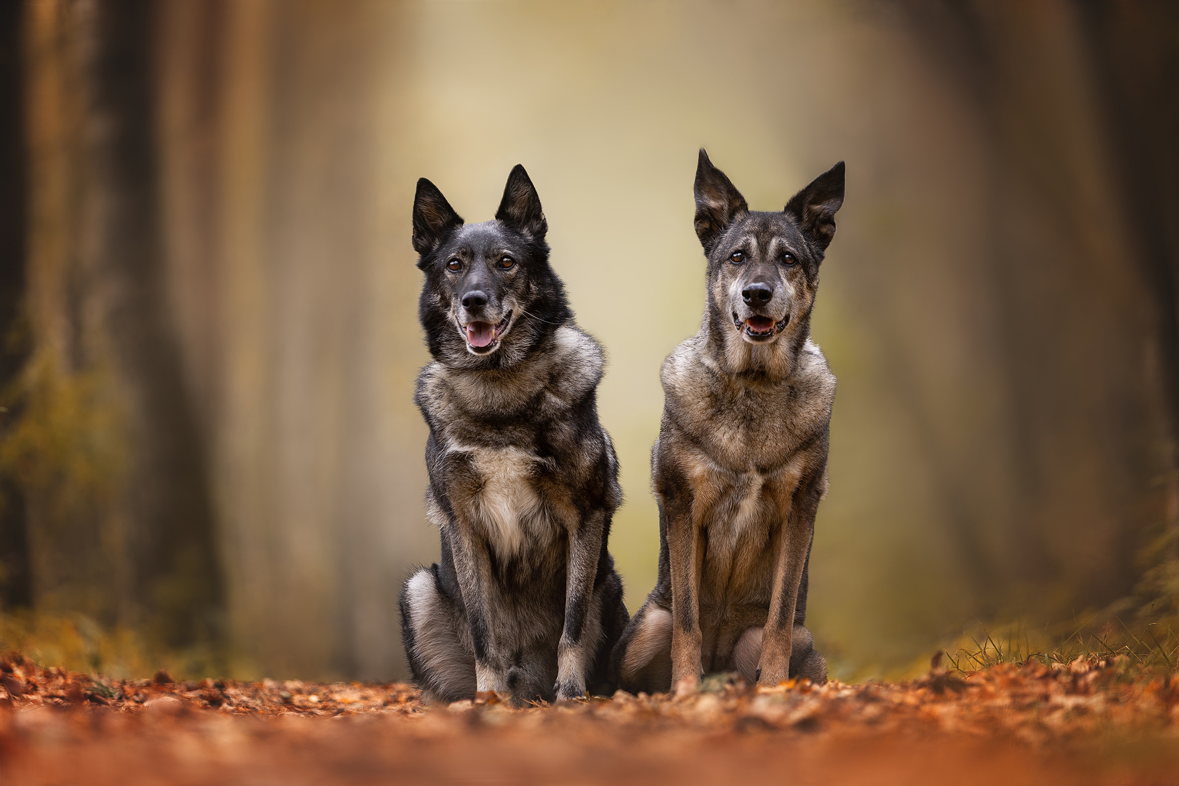 , Ирина Шестакова