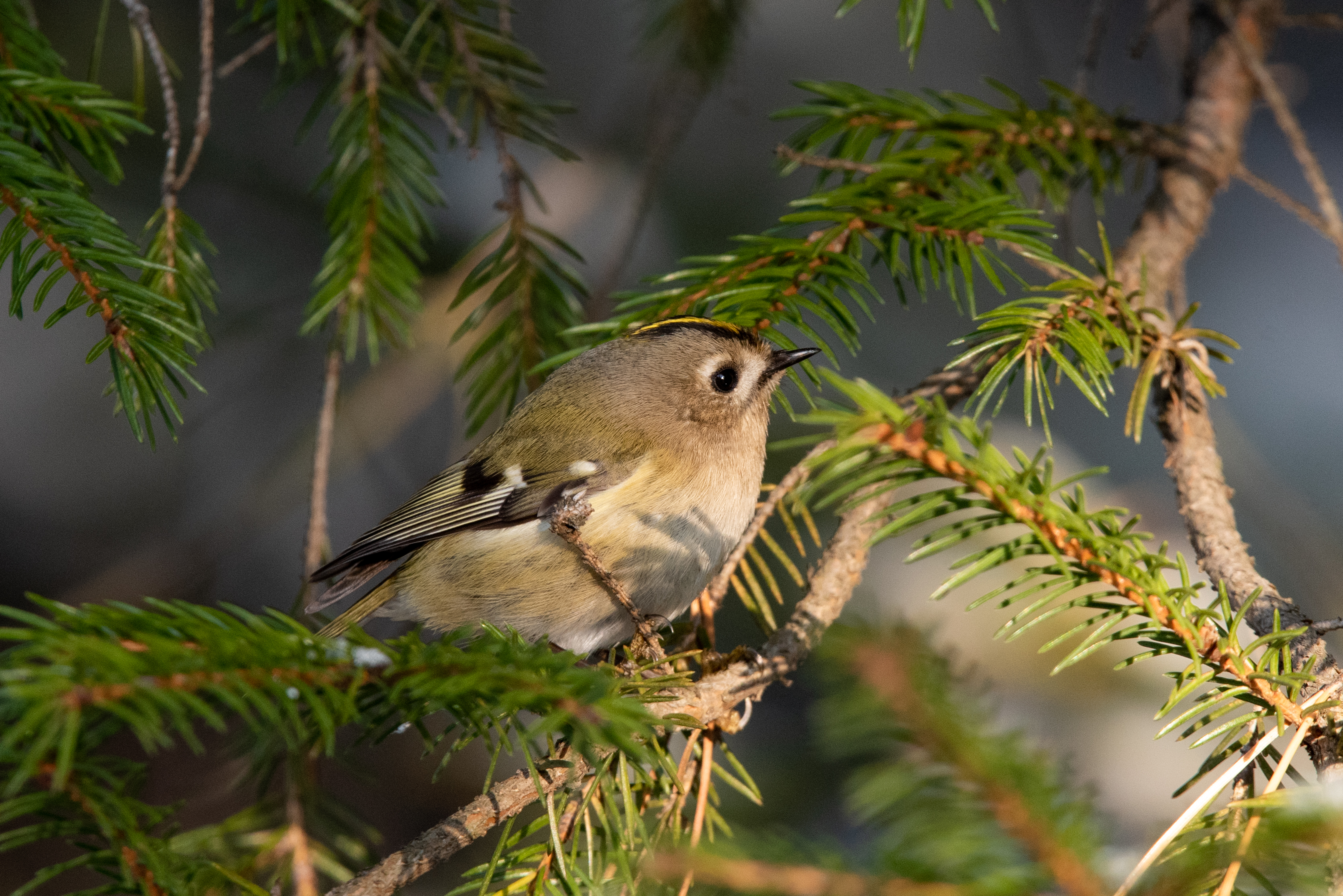 , Полина Шальнева