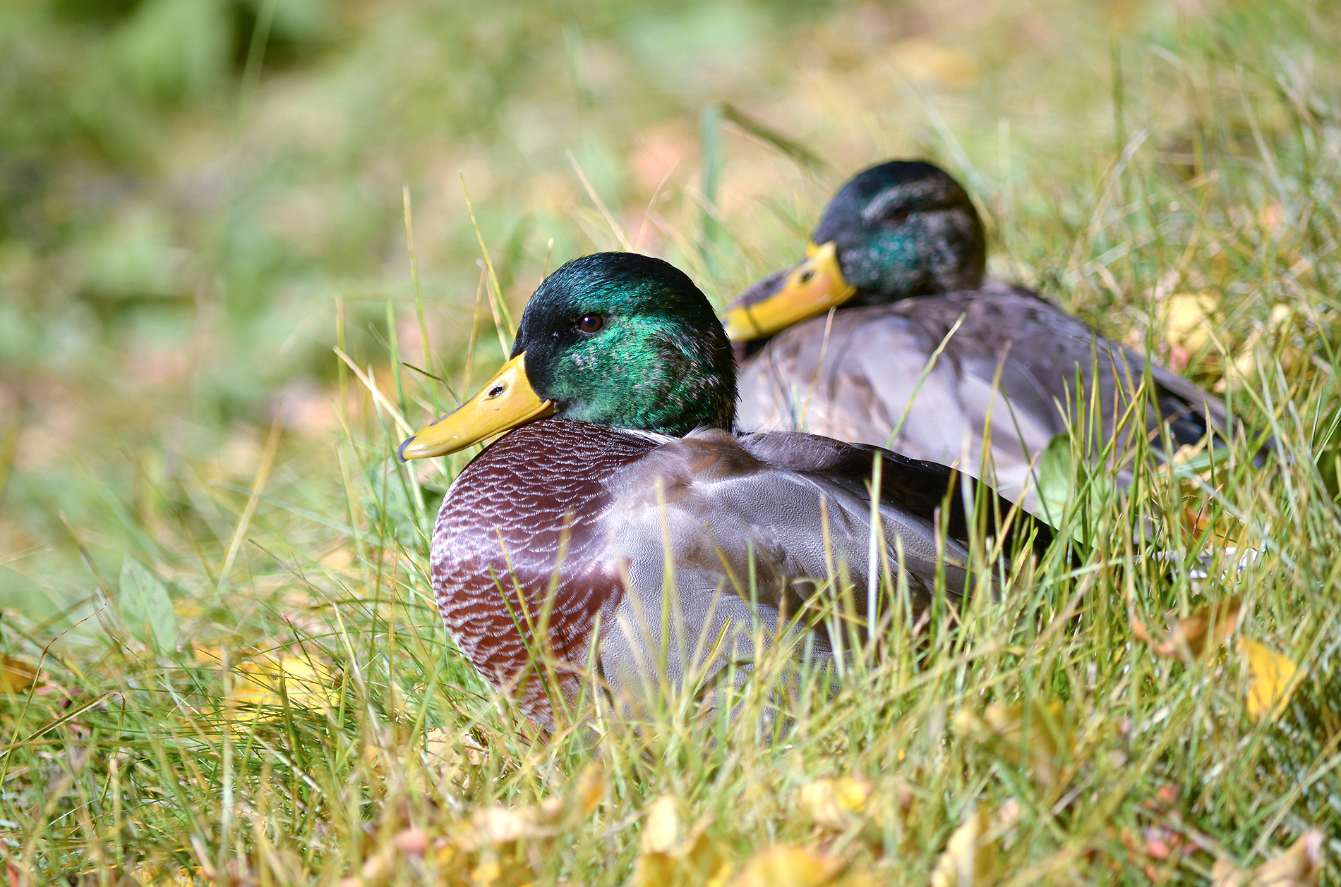 утка, кряква, anas platyrhynchos, КарОл