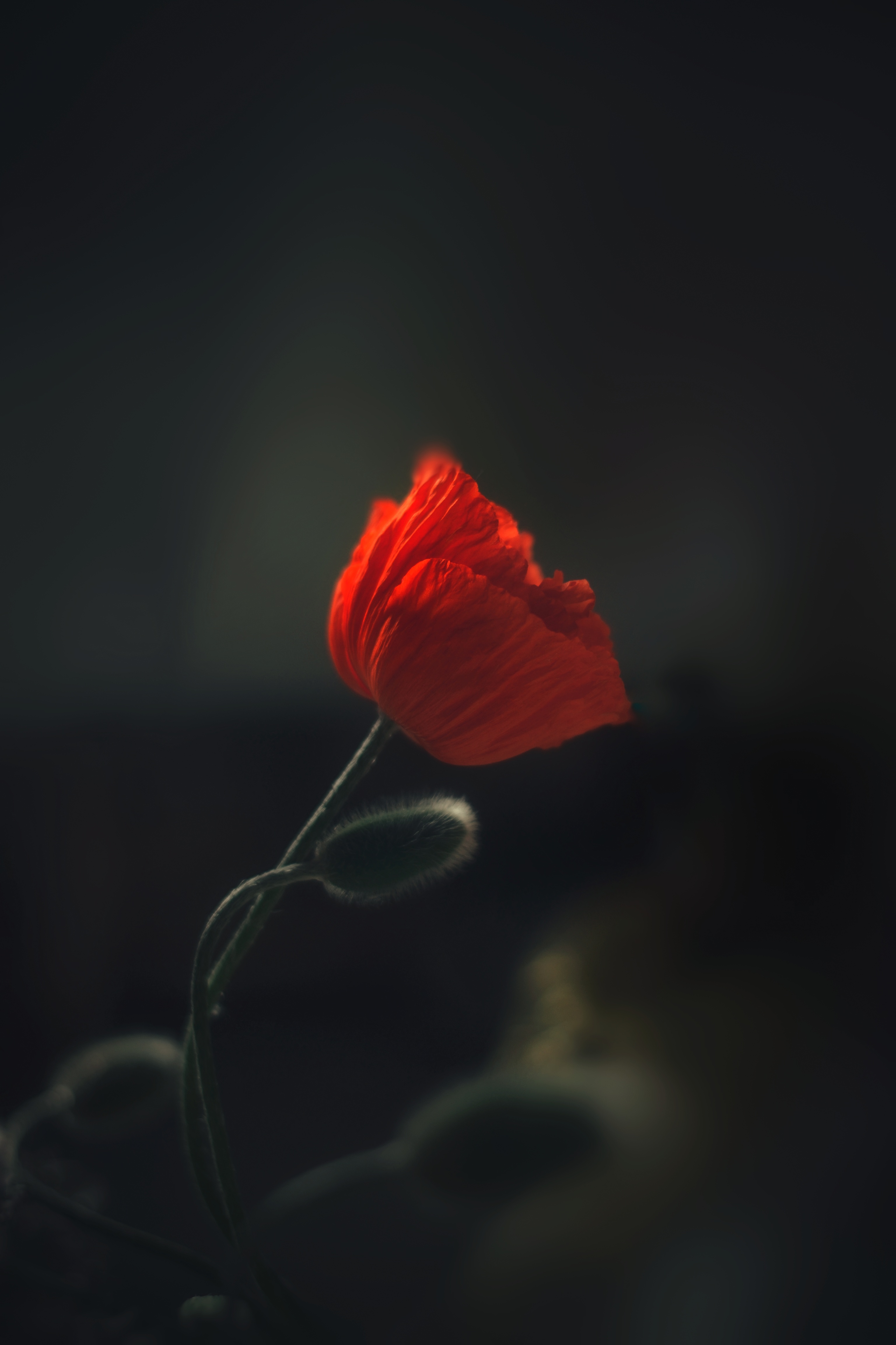 , Юлияна Стоянова