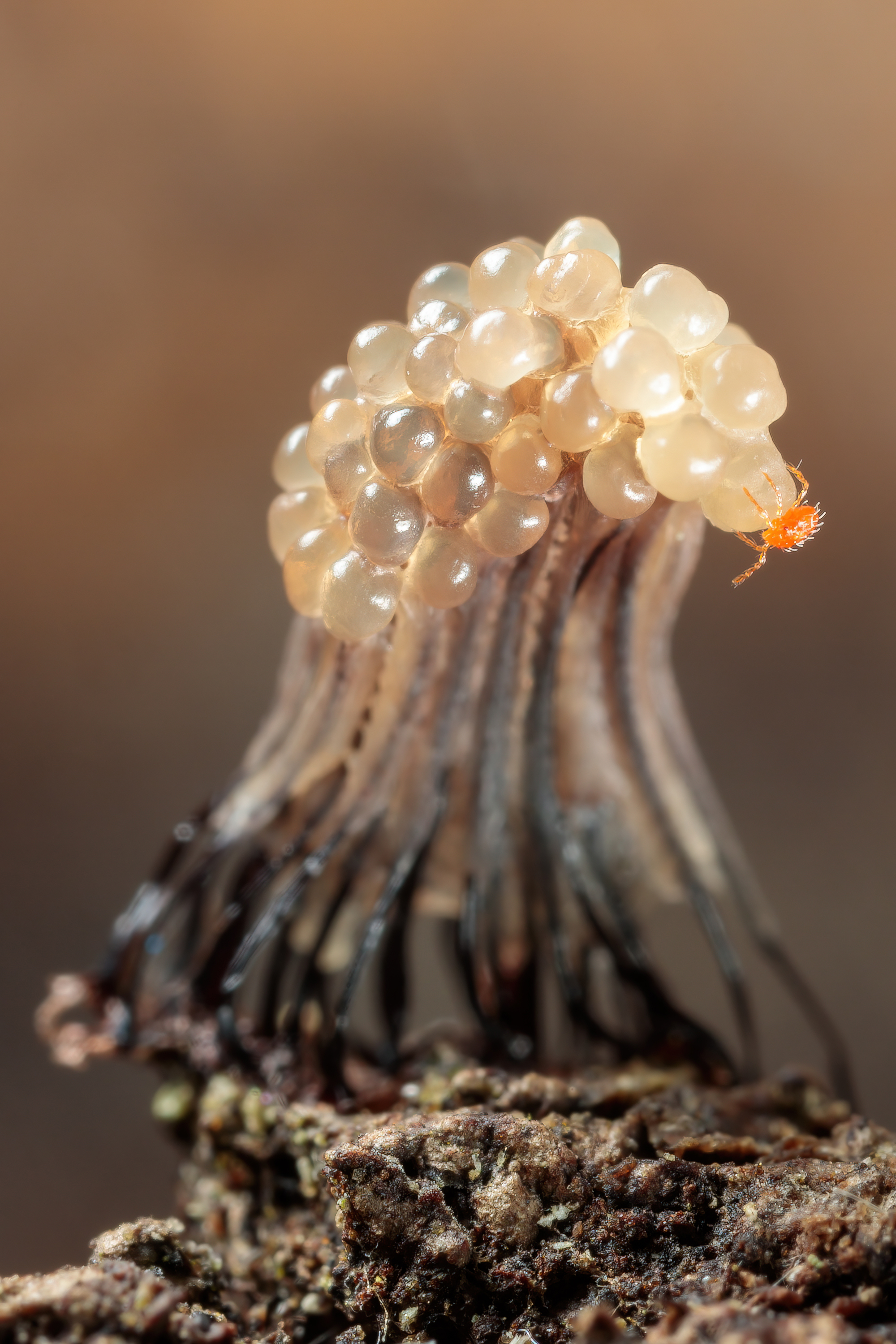 , Кузнецов Дмитрий