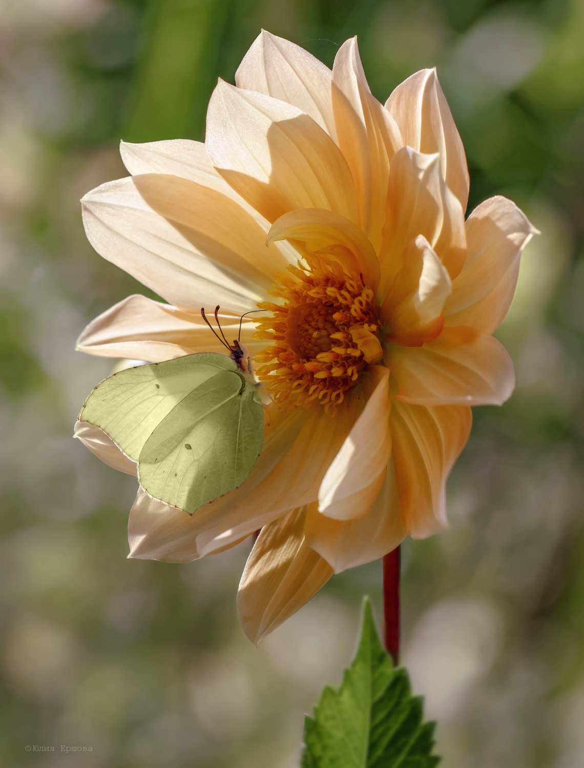 бабочка, лимонница, георгин, макро,macro, Ершова Юлия