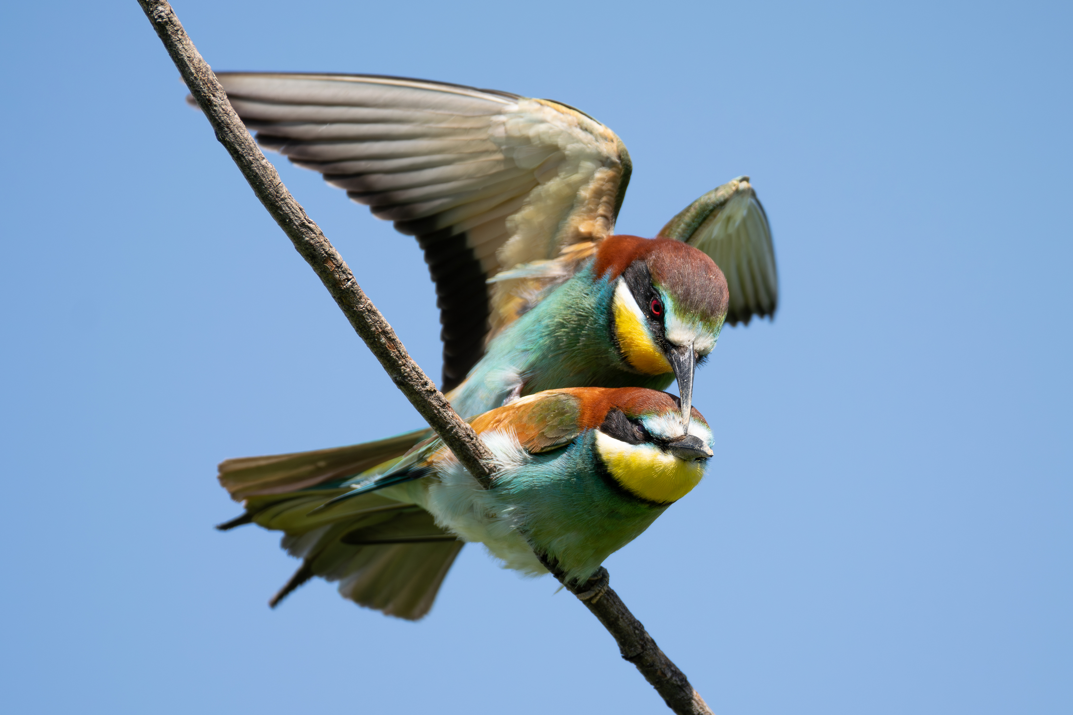 , Алексей Савельев