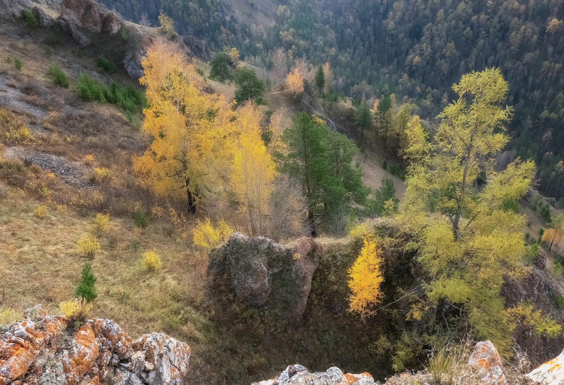 осень,склон, торгашинский хребет, березы, Марина Фомина