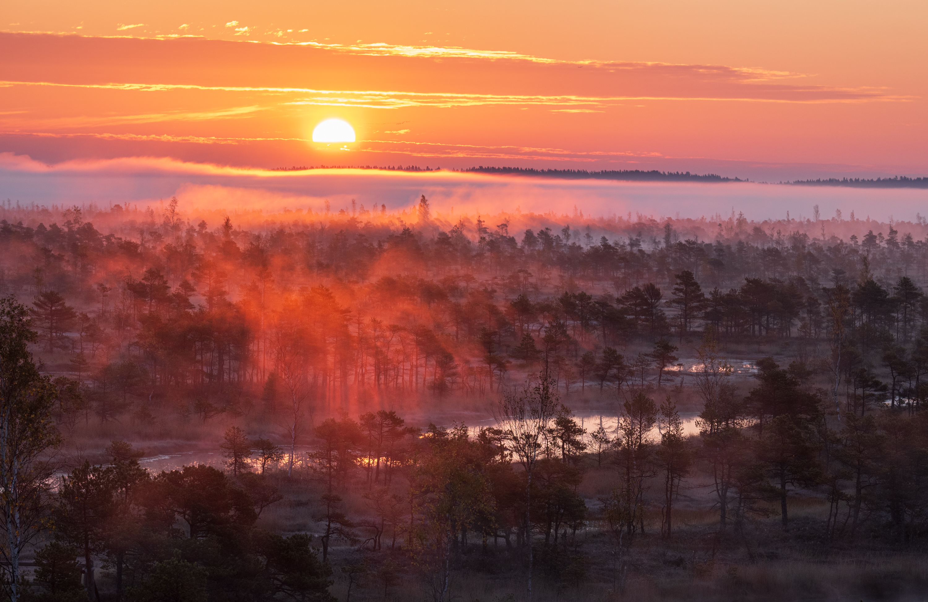 , Гордон Николай