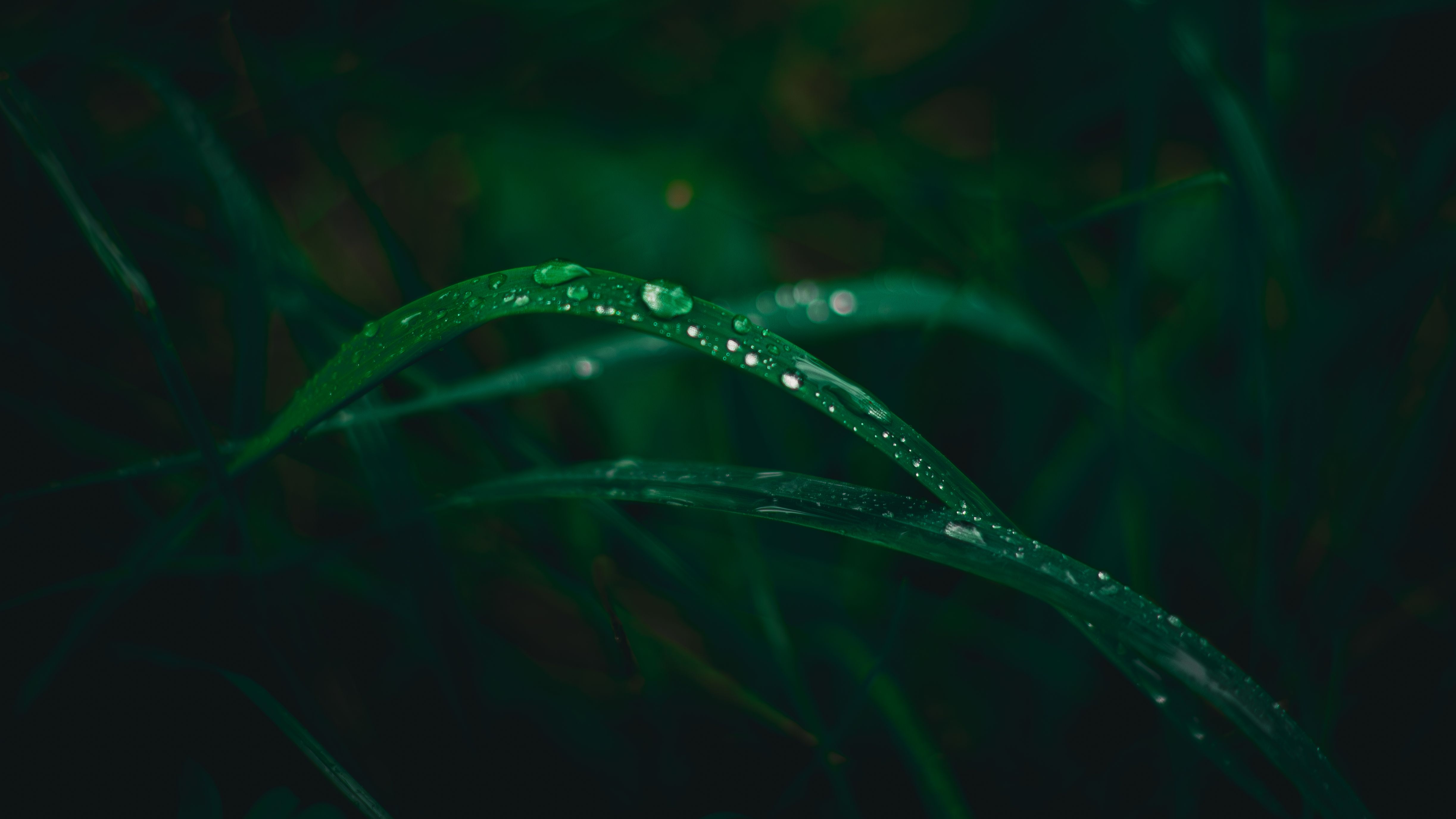 , Nazar tg Forest welks