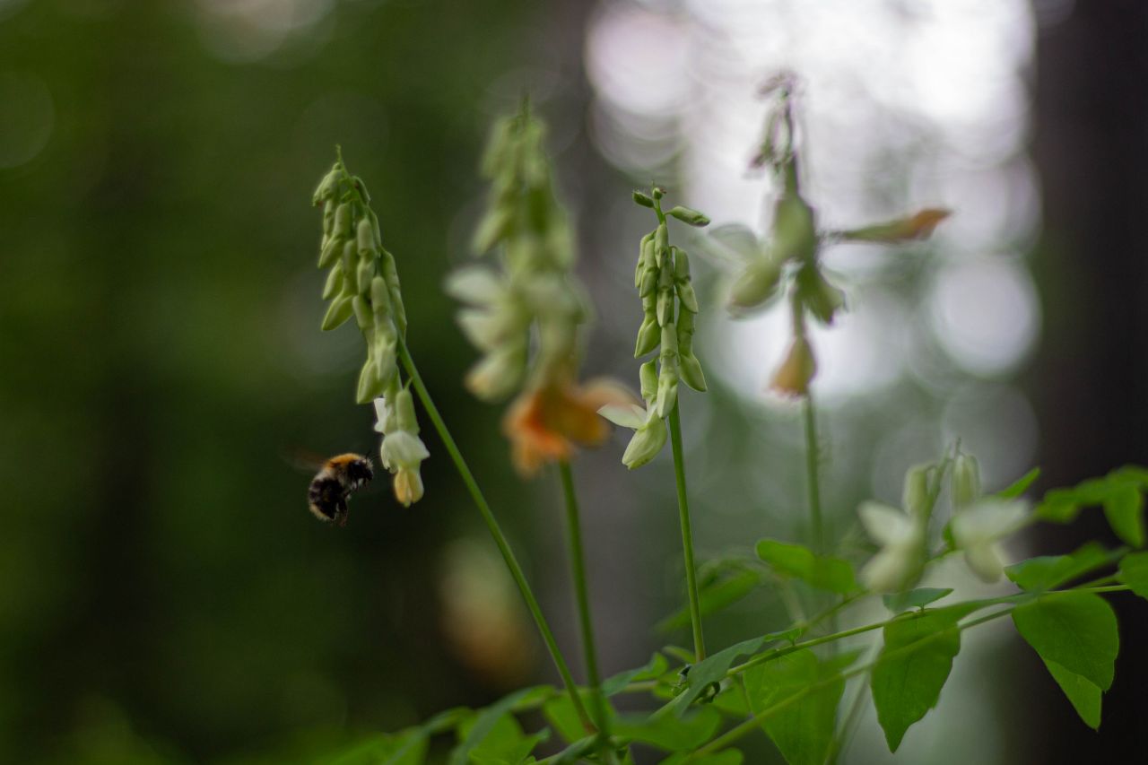 , Nazar tg Forest welks