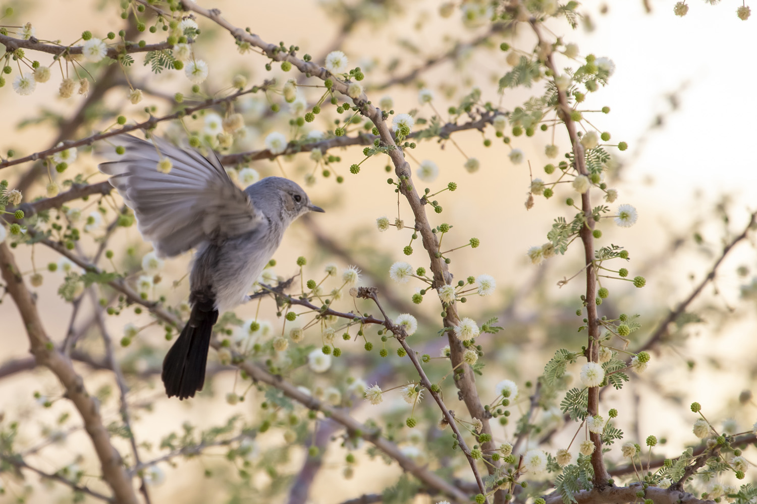 desert, landscape, nature, travel, birds, animals, Nikolay Tatarchuk