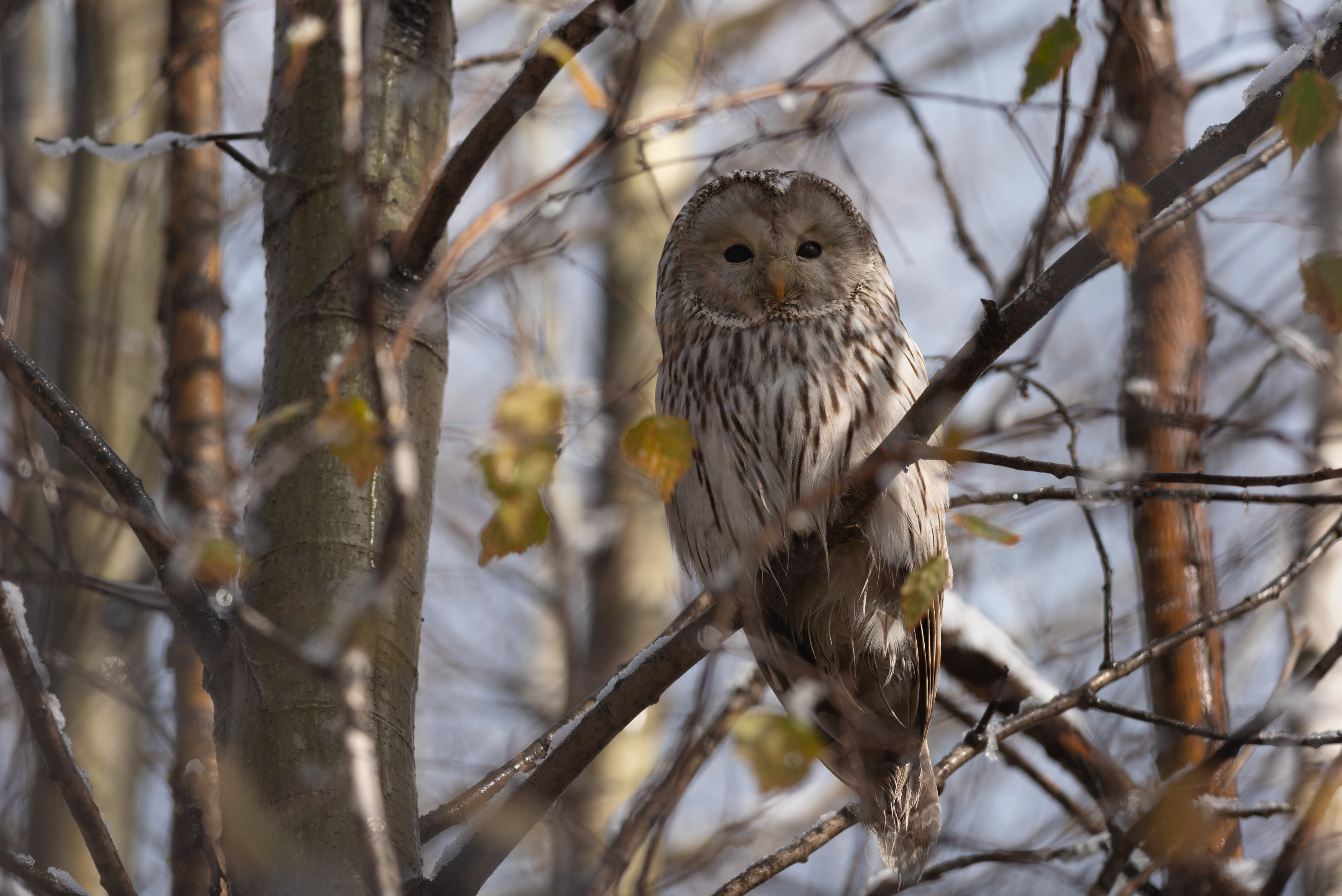 неясыть, длиннохвостая неясыть, сова, птицы, птица, новосибирск, осень, октябрь, бор, фотоохота, Воронов Денис