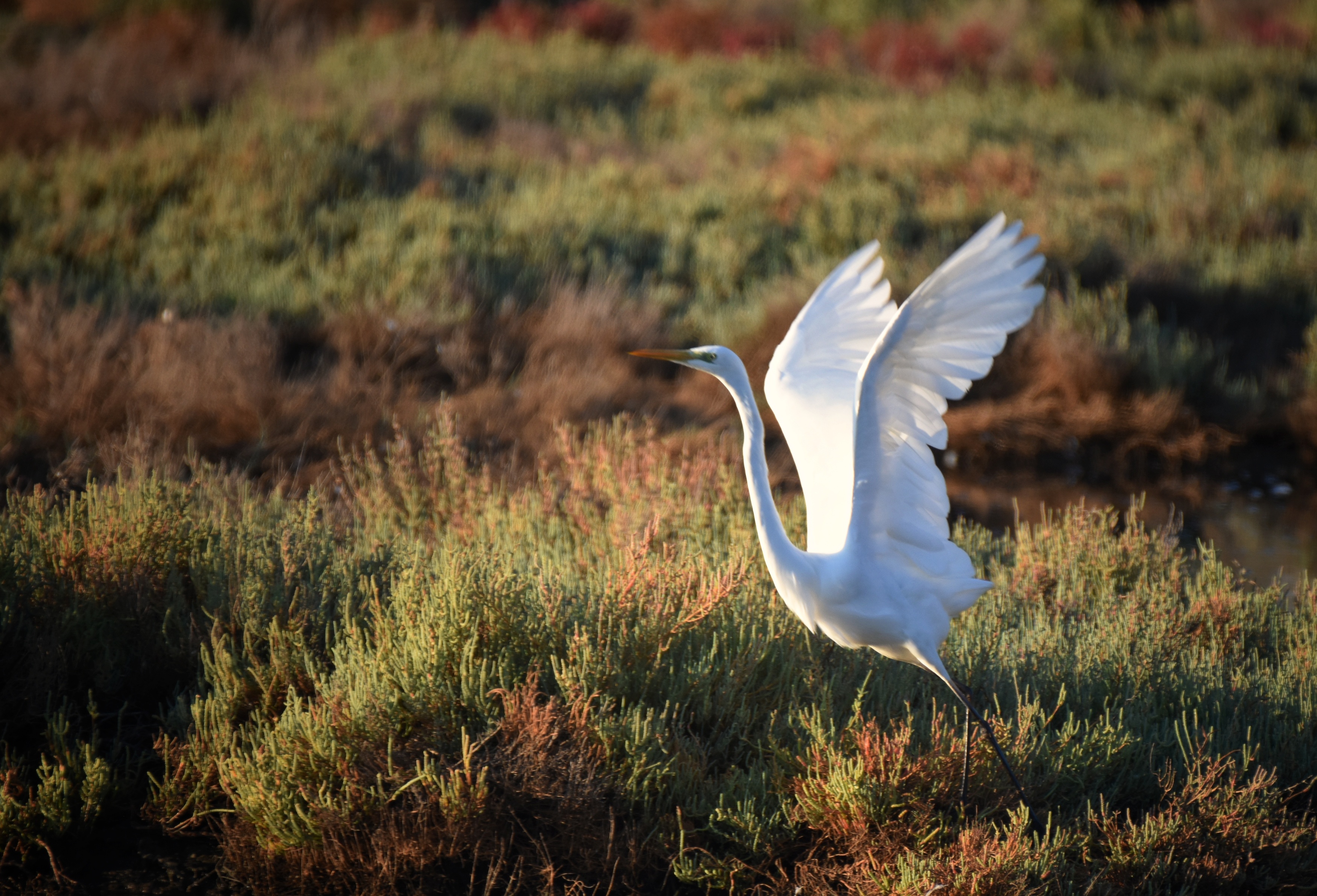 , Герчев Николай