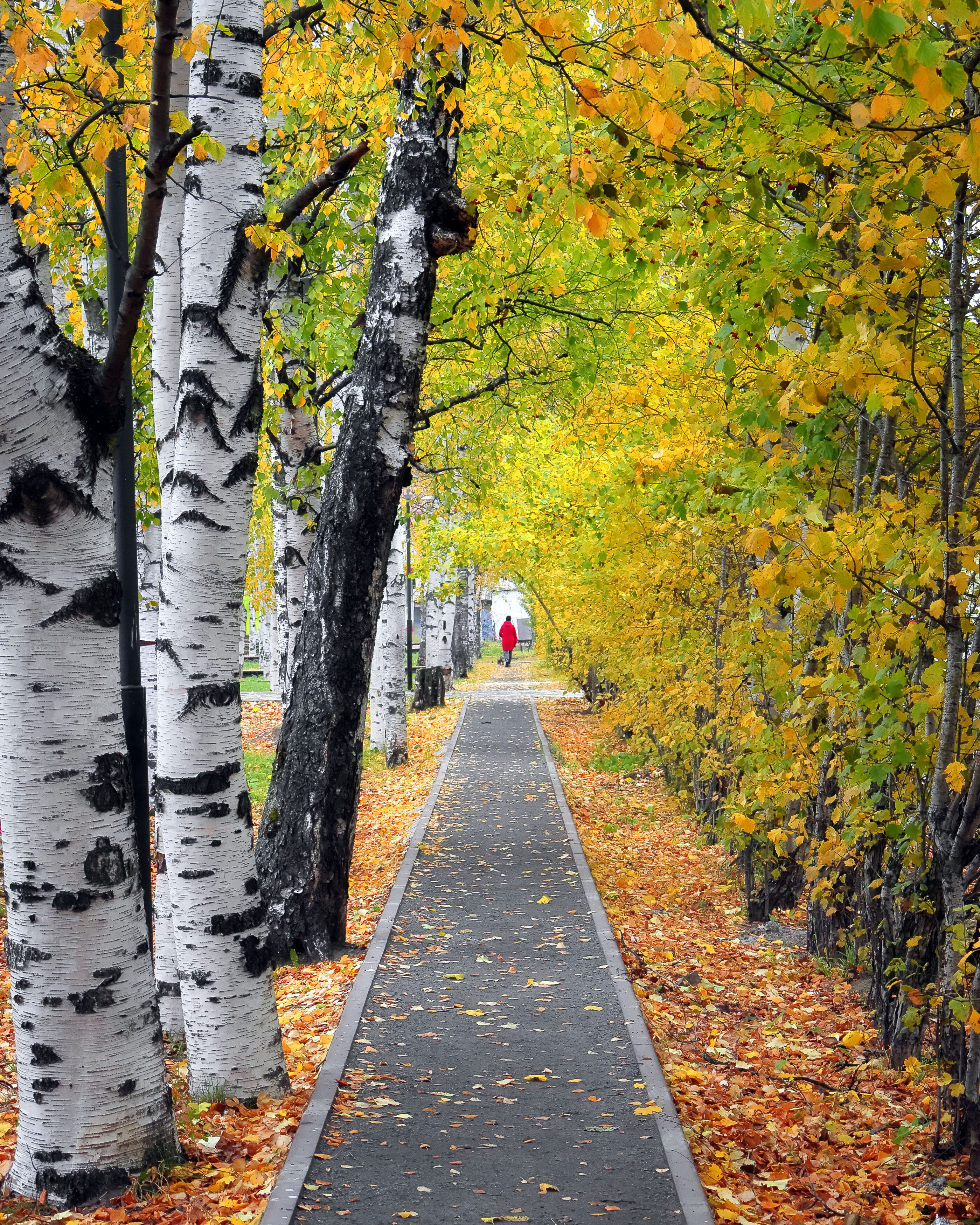 пейзаж, осень, парк, деревья, Александр Титов