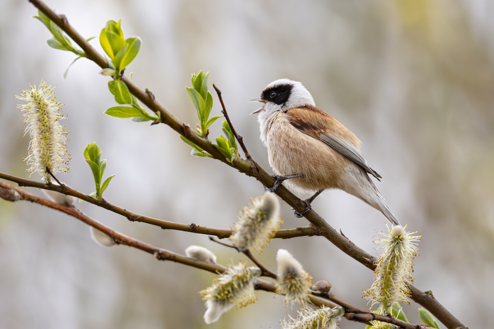 ремез, весна, верба, птицы, Ruslan Pl