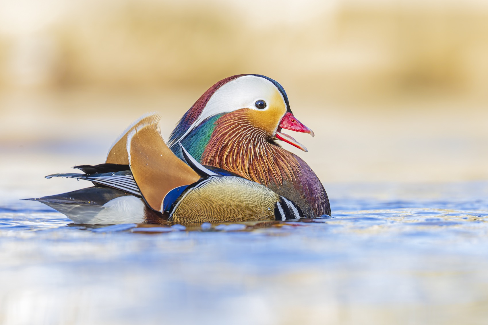 мандаринка, утка, птицы, красная книга, Ruslan Pl