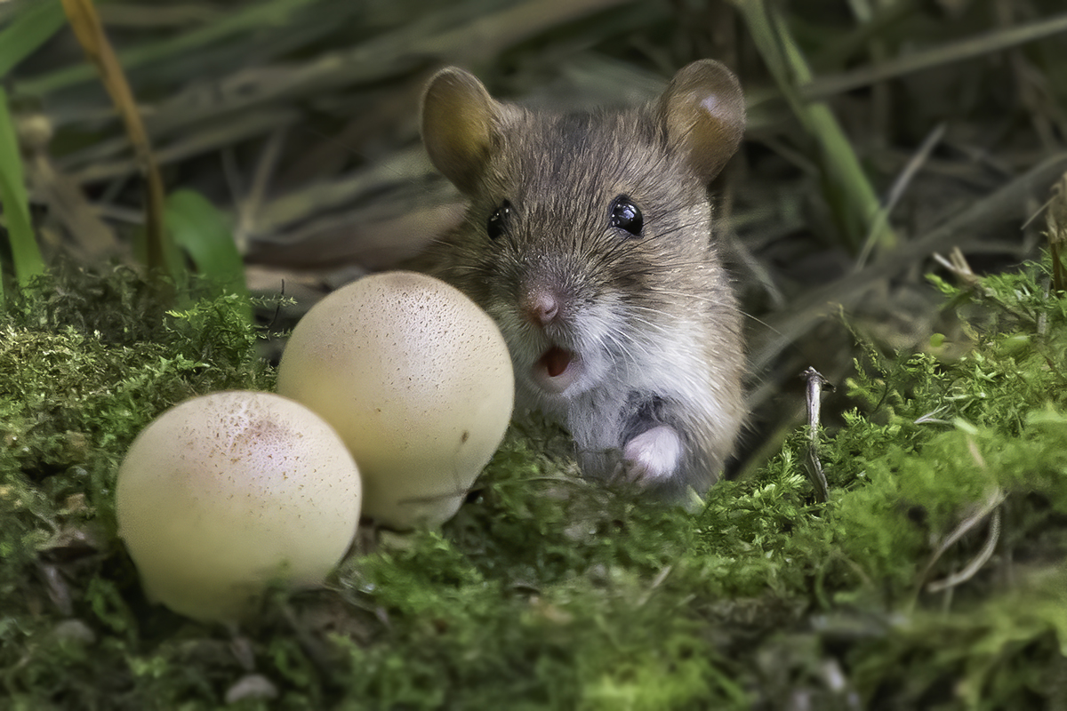 лес, нора, мышь, грибы, Сытина Наталия