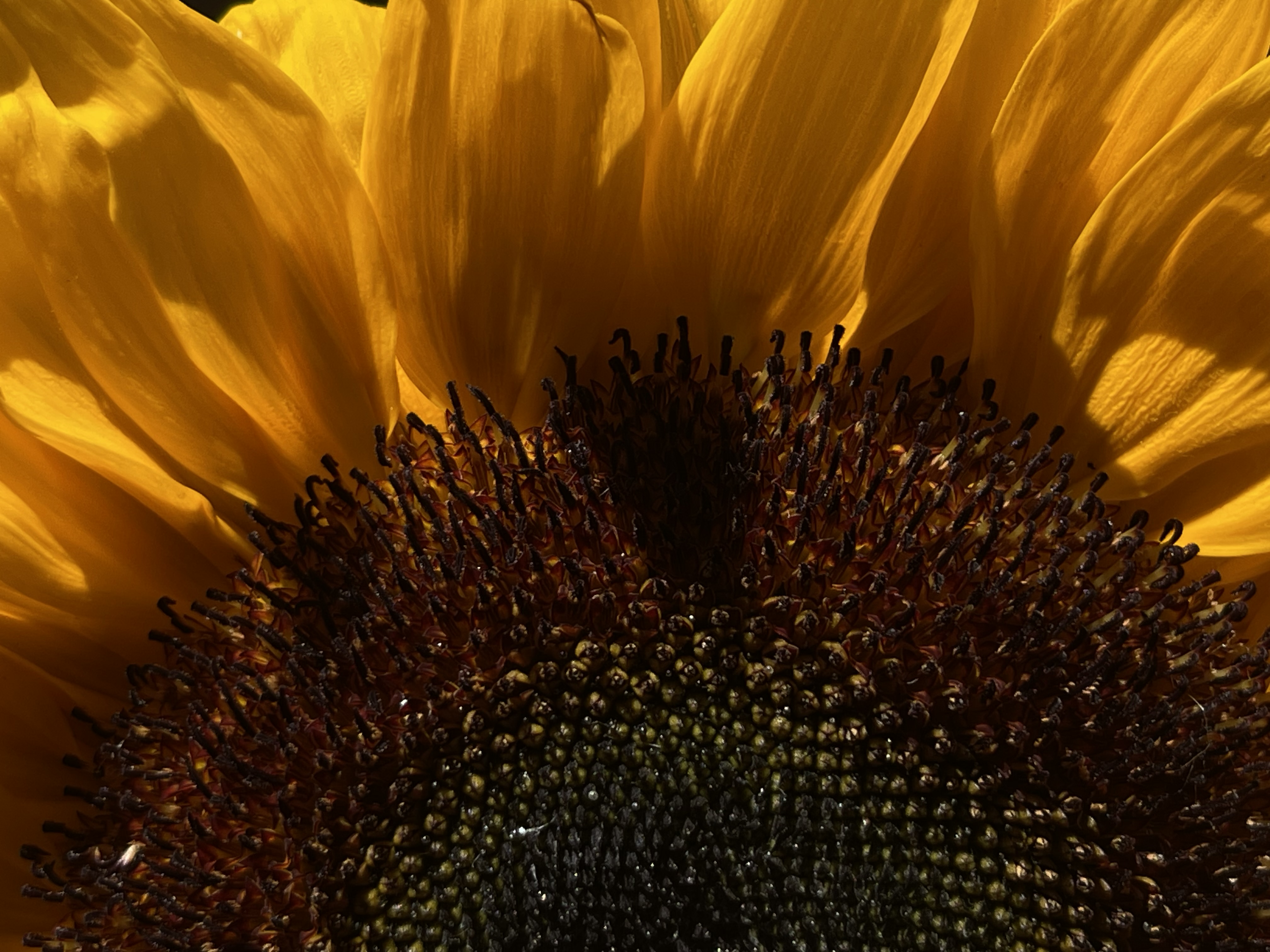 , Павел Швец