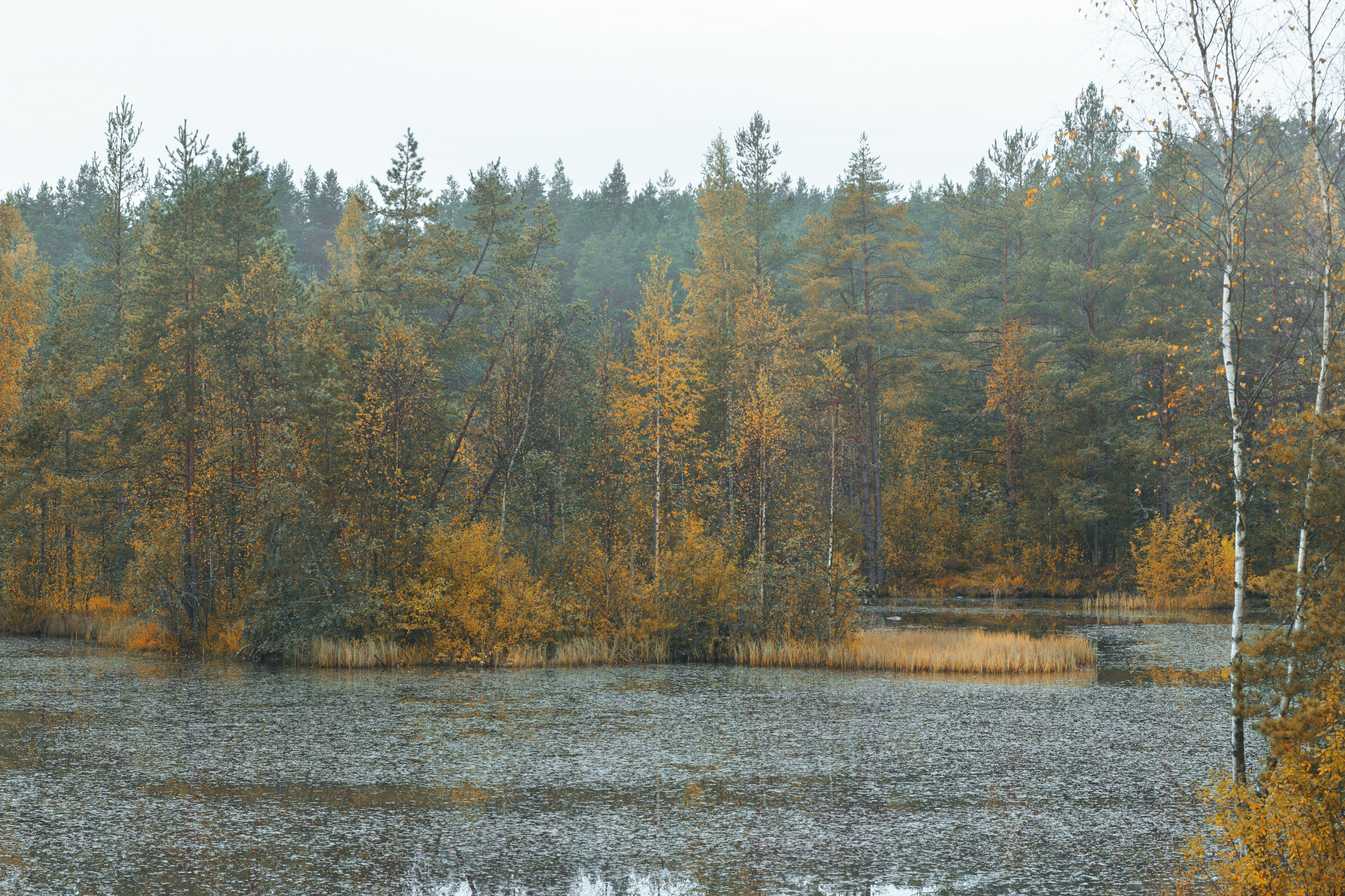 , Максим Вышарь